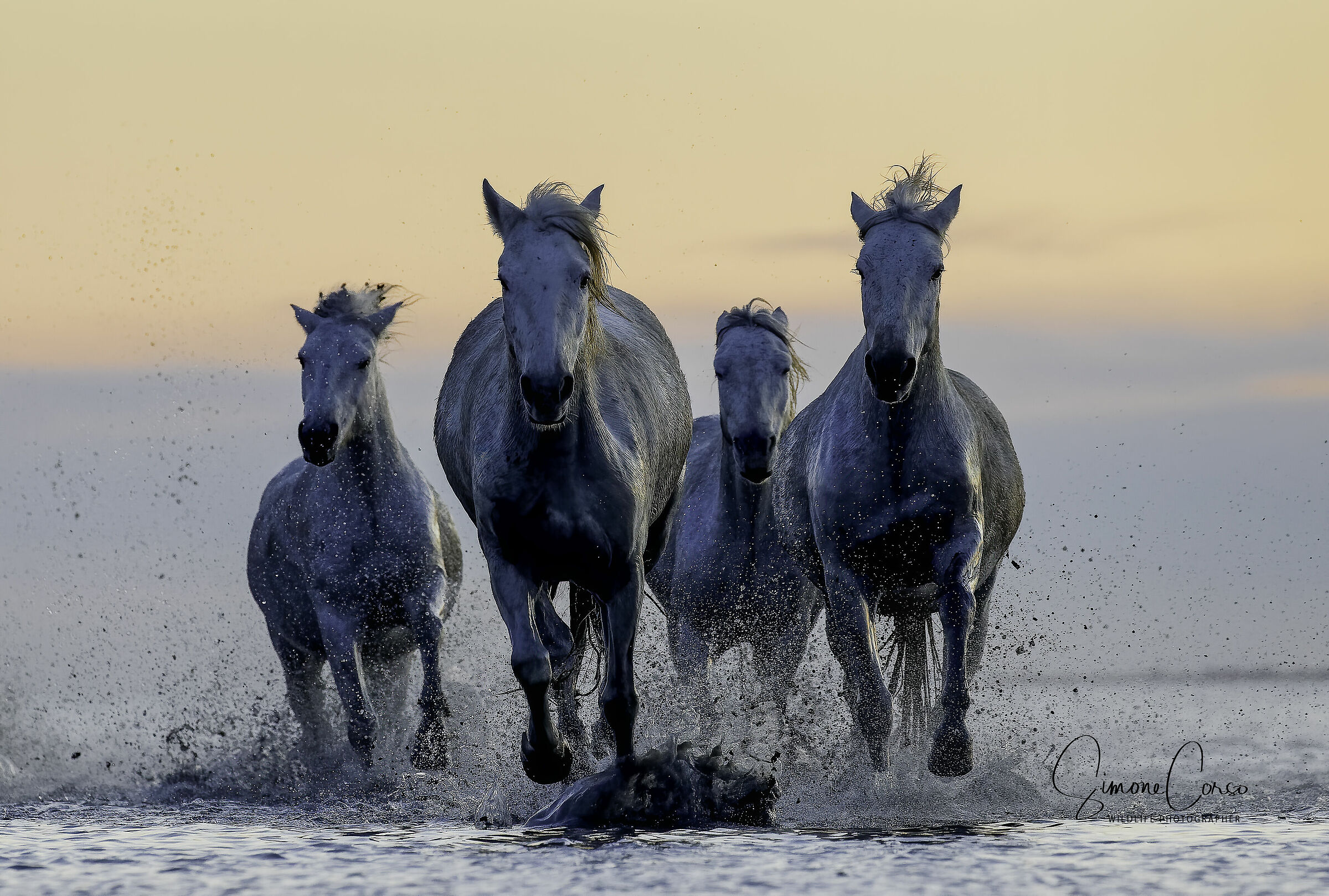 Cavalli Camargue