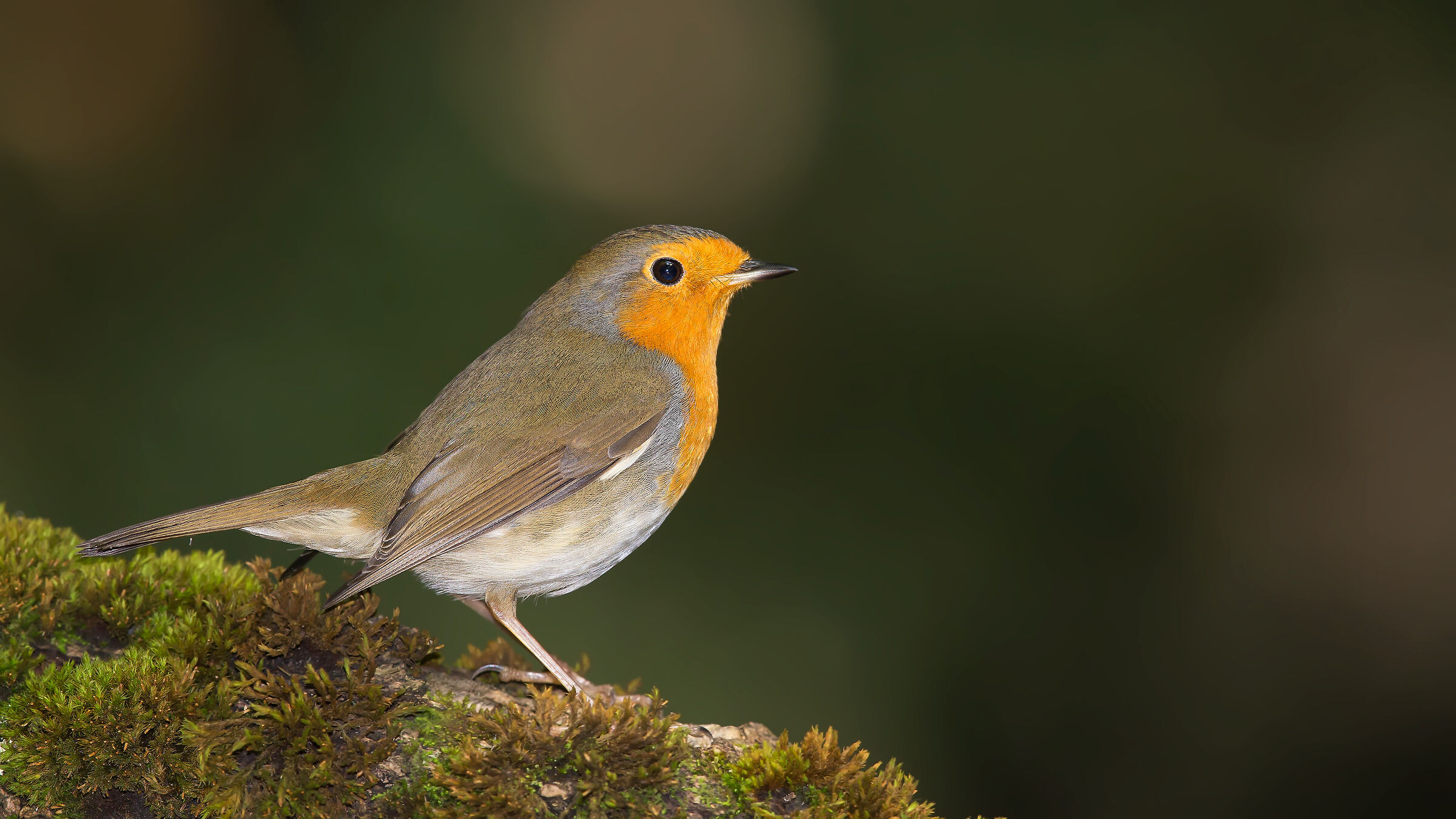 Robin europeo / Erithacus rubecula