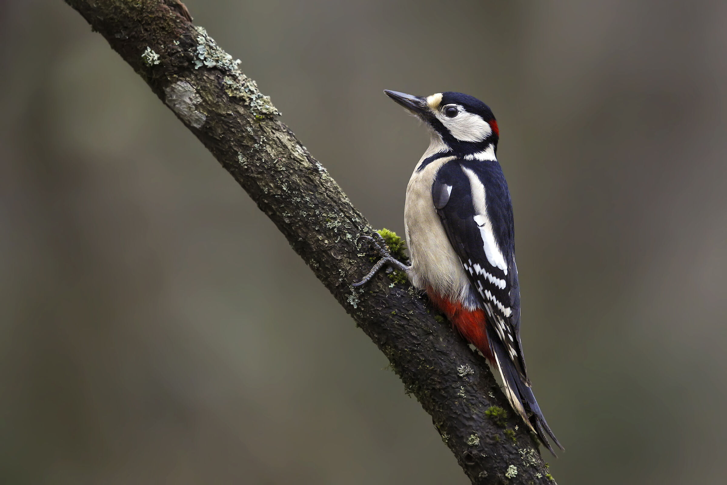 Picchio siriano / Dendrocopos syriacus