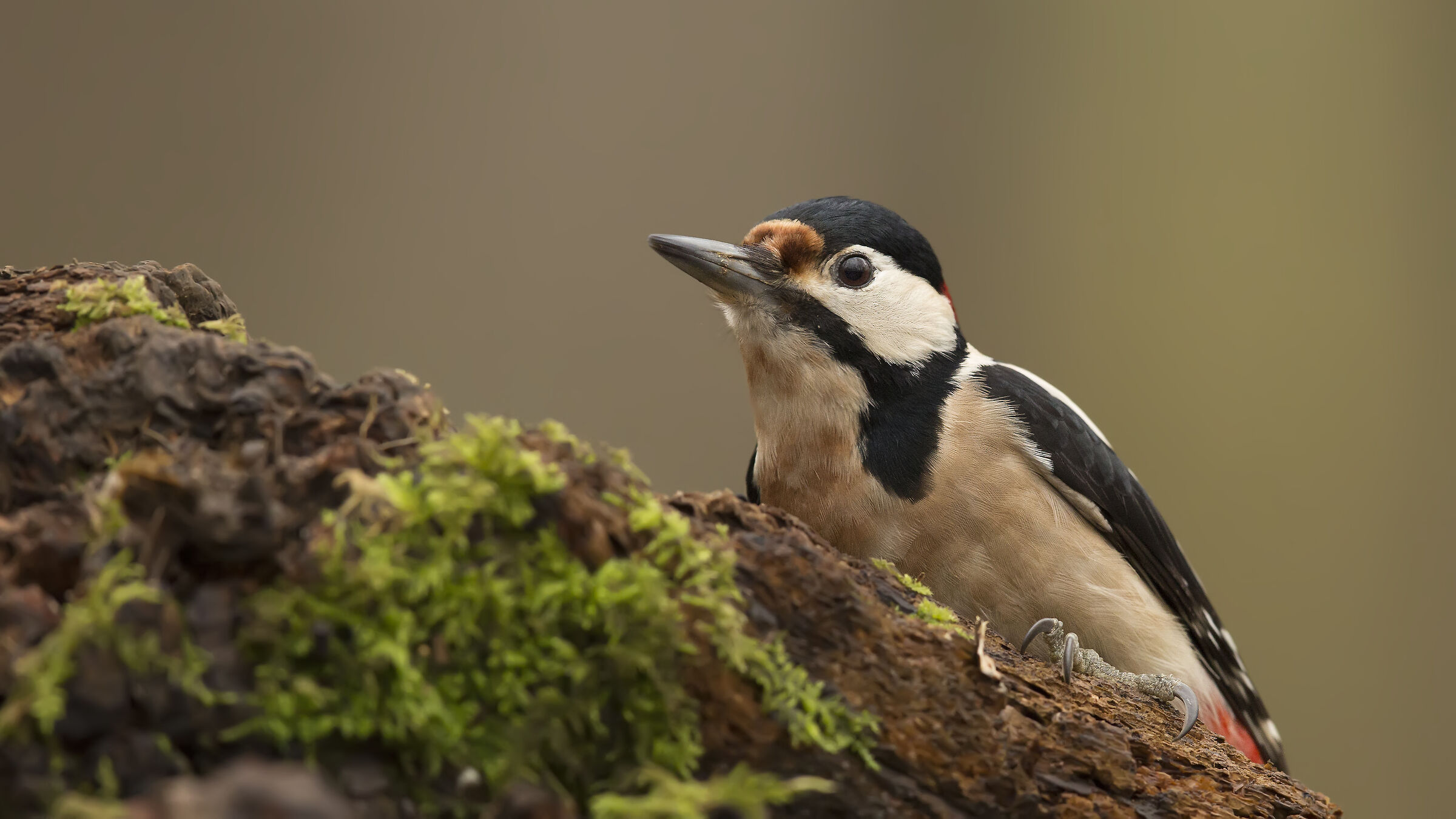 Picchio siriano / Dendrocopos syriacus