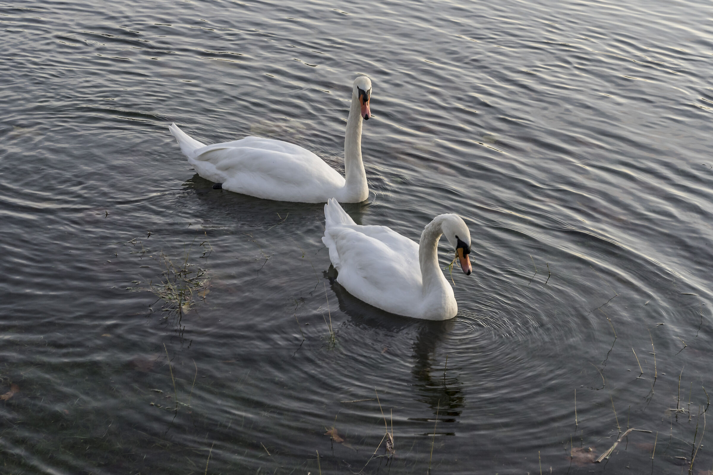 Lunedì 25 novembre 2019, 16:38