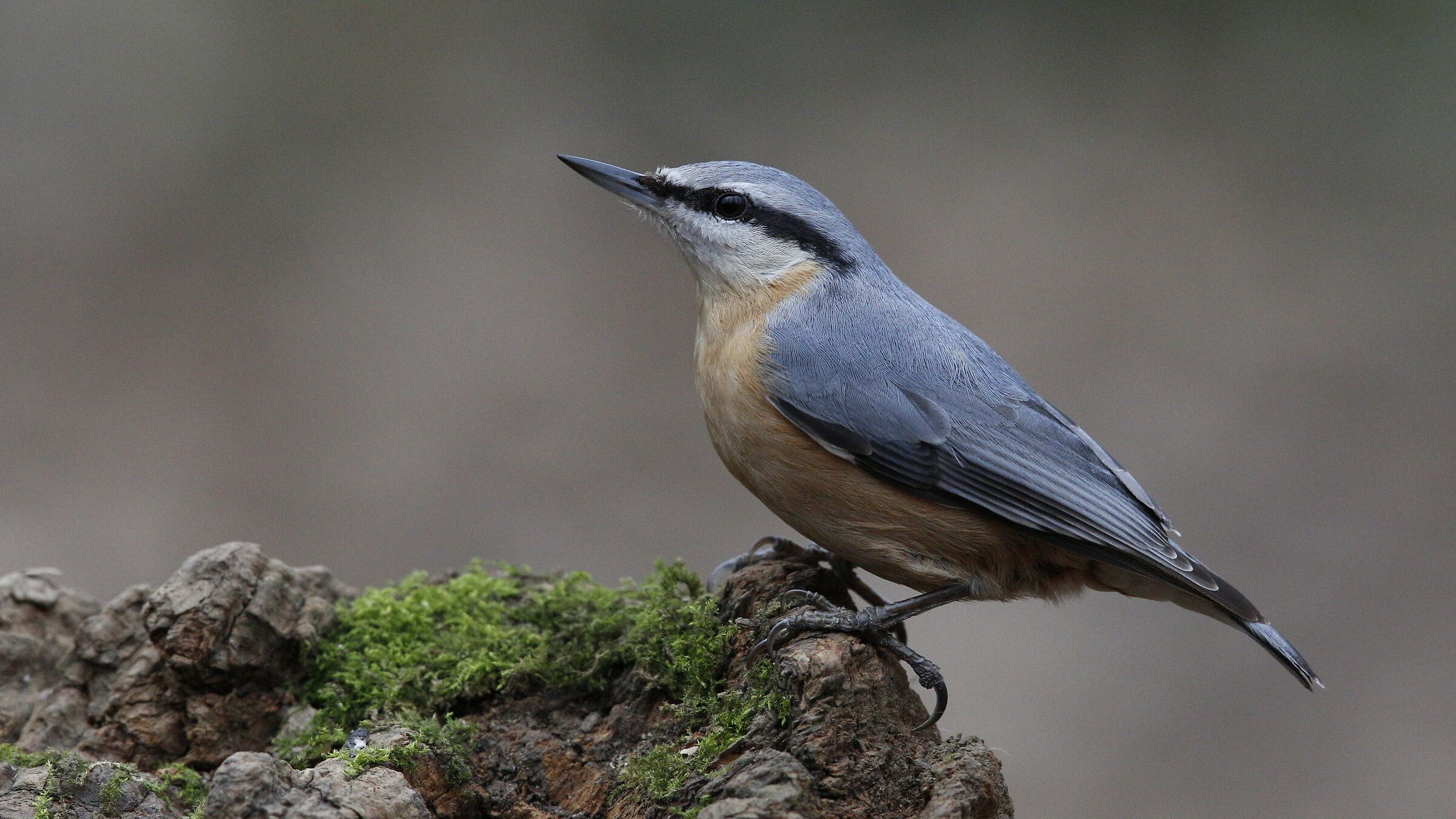 Nuthatch eurasiatico / Sitta europaea