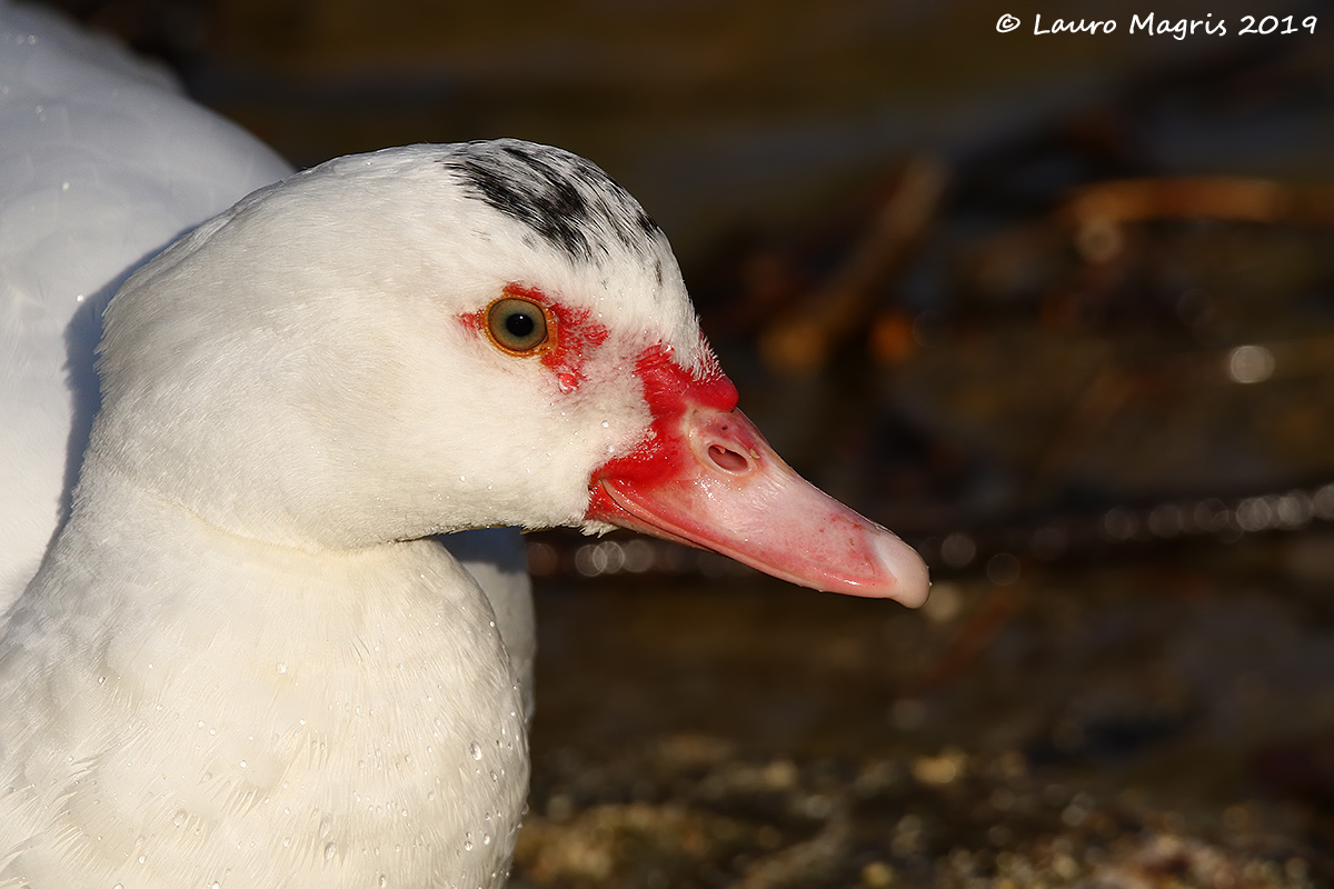 Red-billed duck