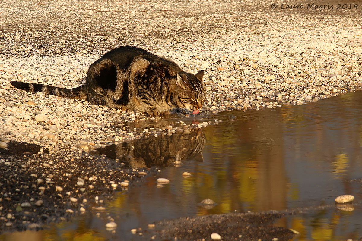 Piccolo grande felino