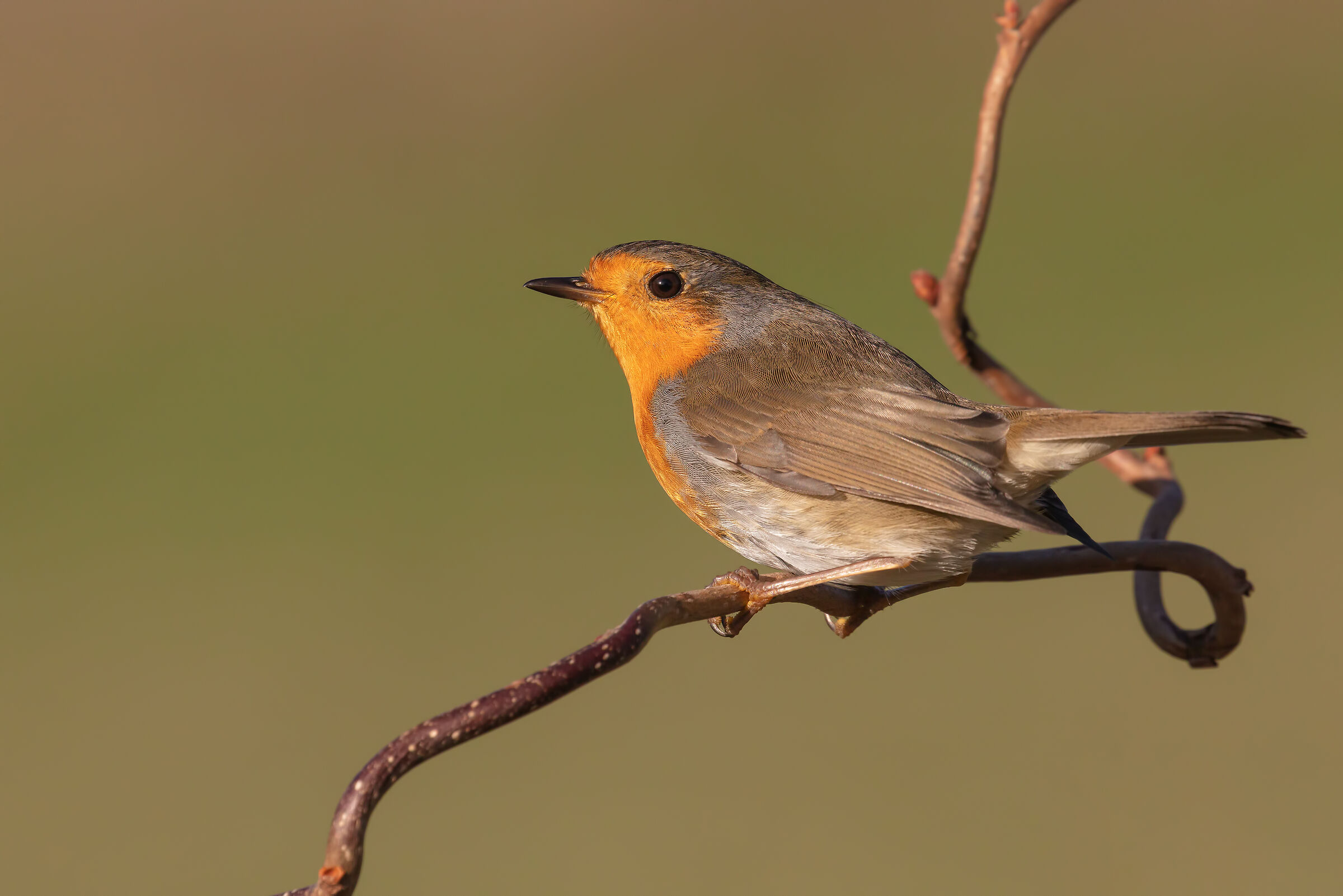 European Robin