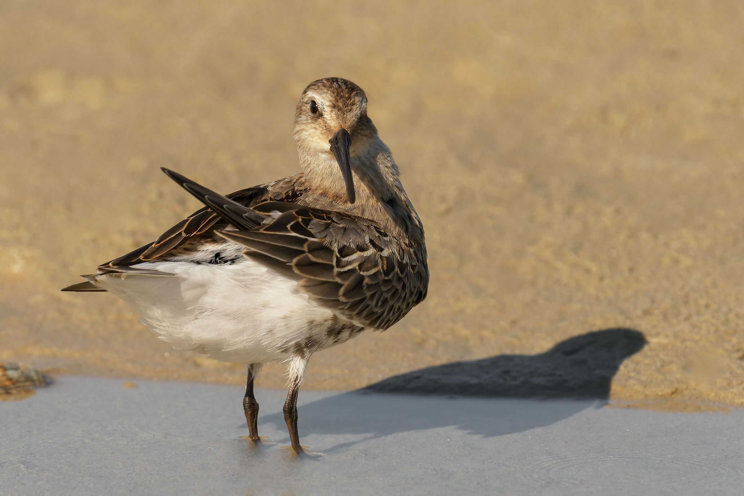 Piovanello pancianera (Calidris alpina)