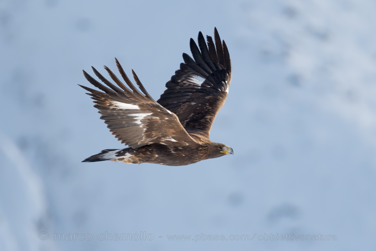 Aquila reale (Aquila chrysaetos)