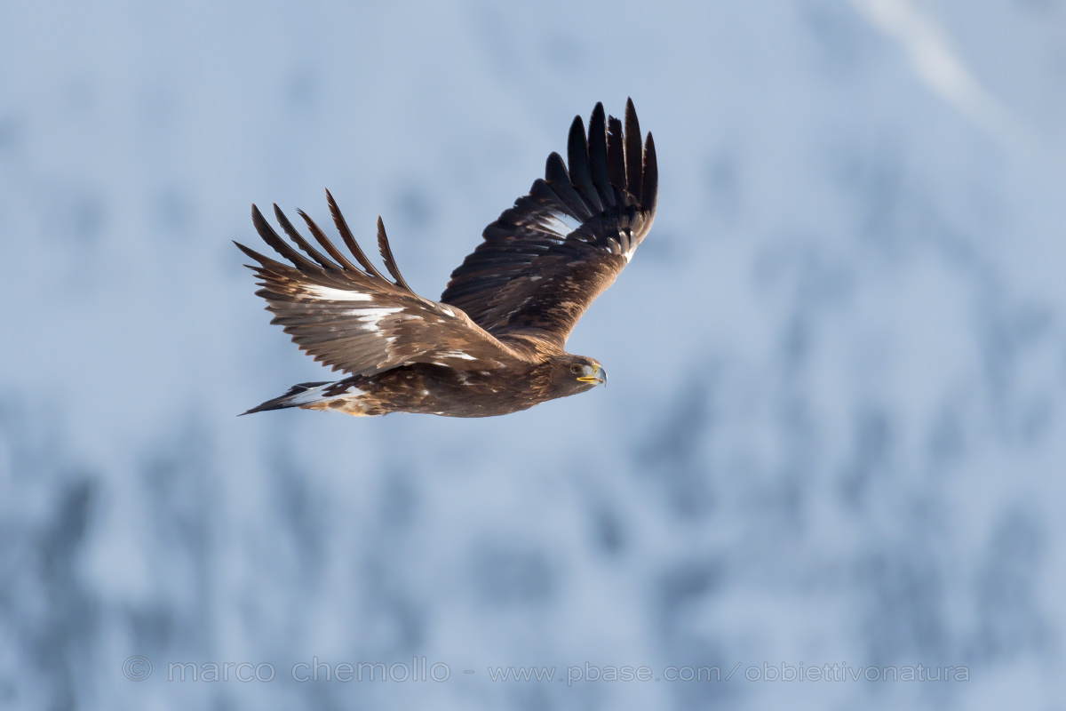 Aquila reale (Aquila chrysaetos)