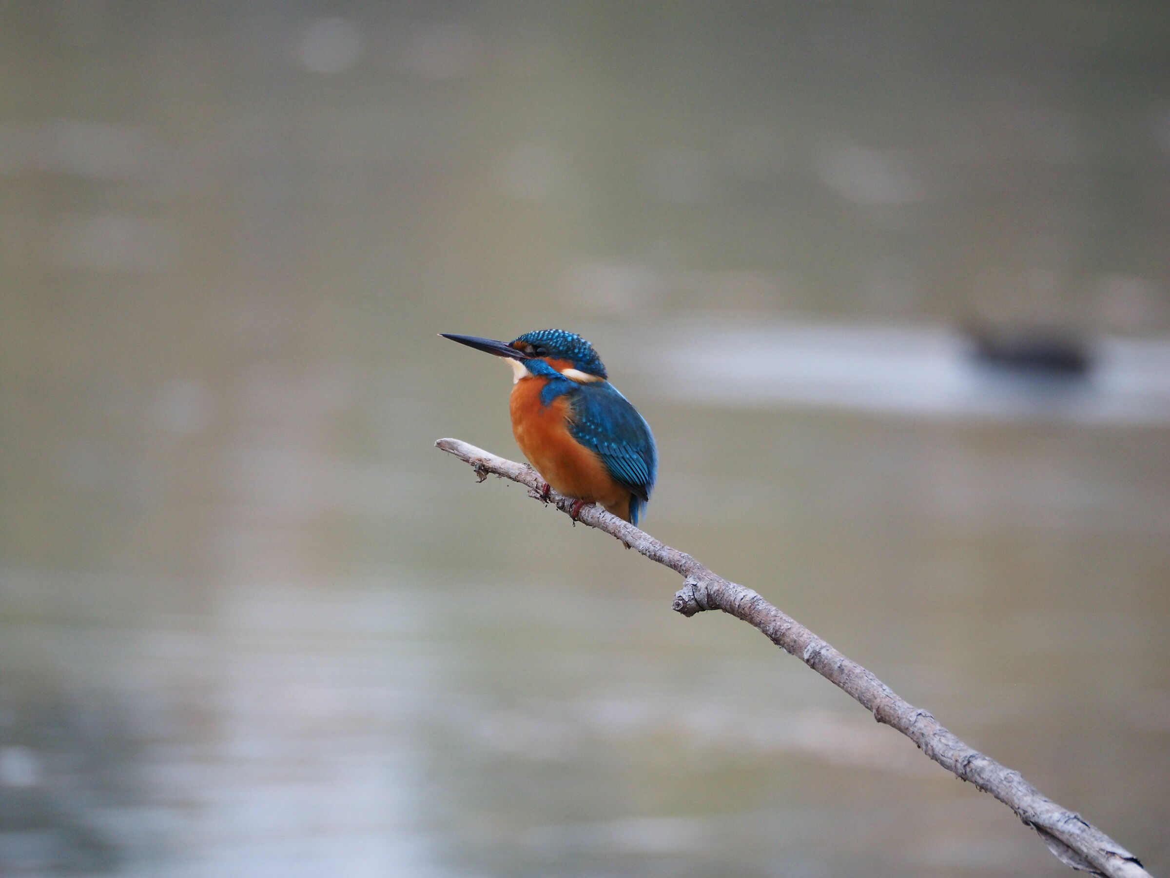 Kingfisher