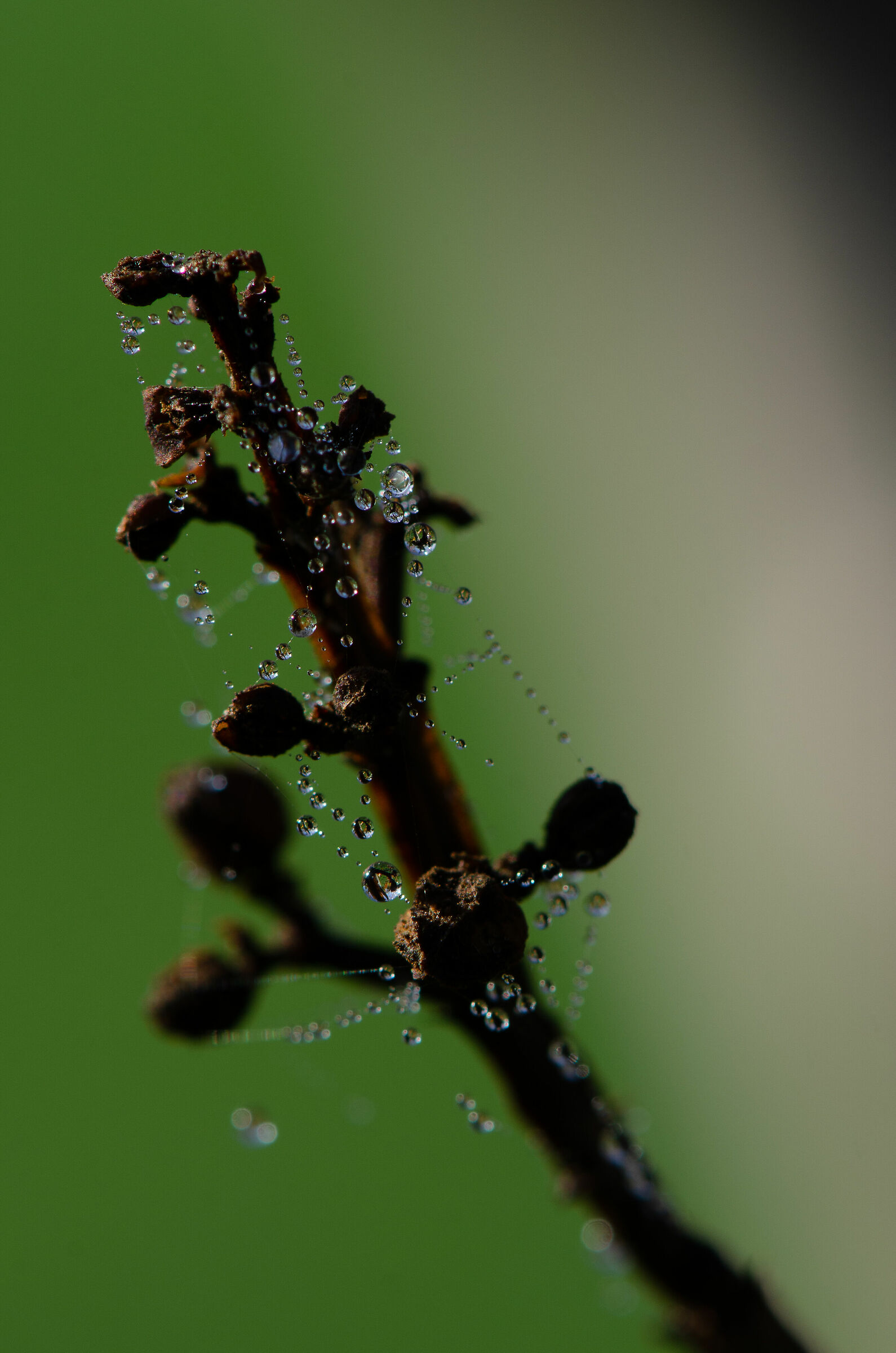Canvas and dew (Rome 2019)
