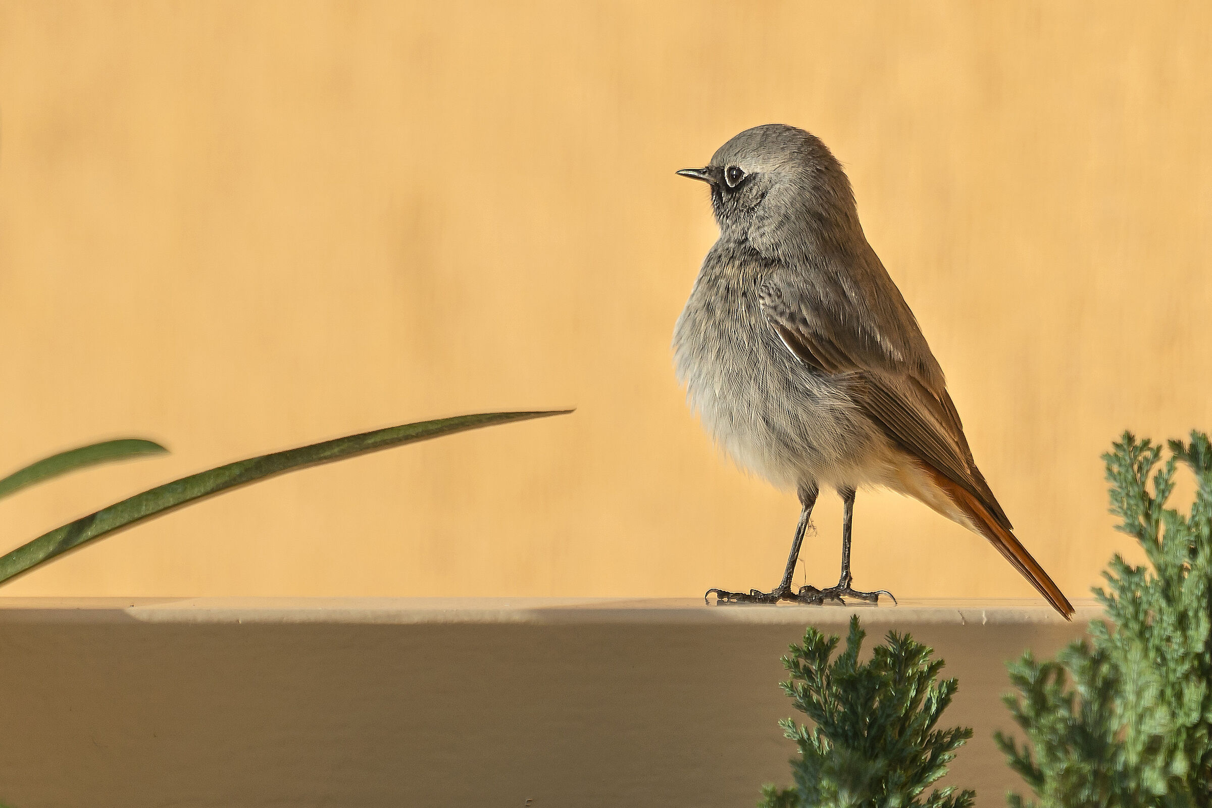 Chimney sweep codibugnolo on my balcony