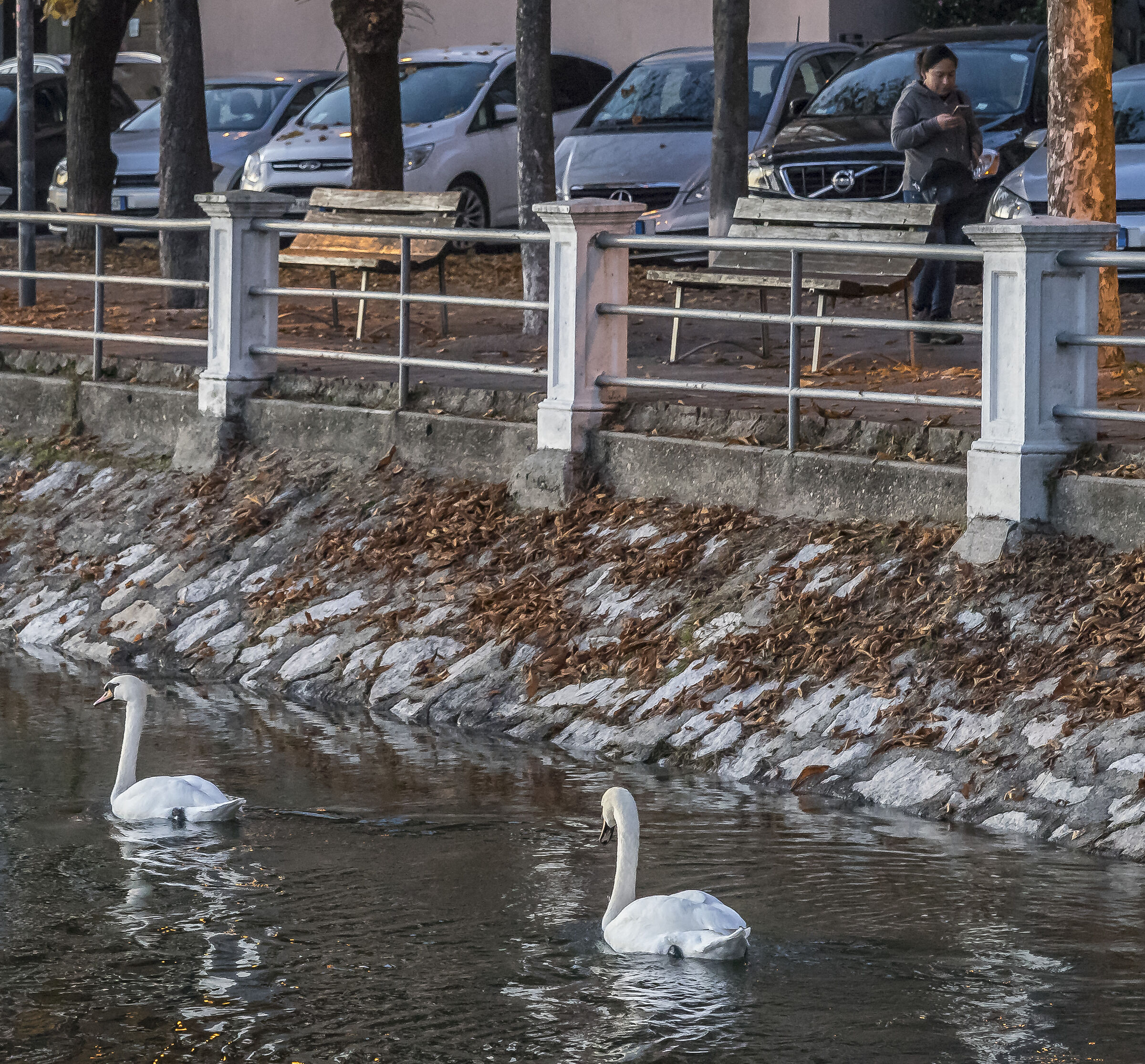 Venerdì 29 novembre 2019, 16:50:16 - 1