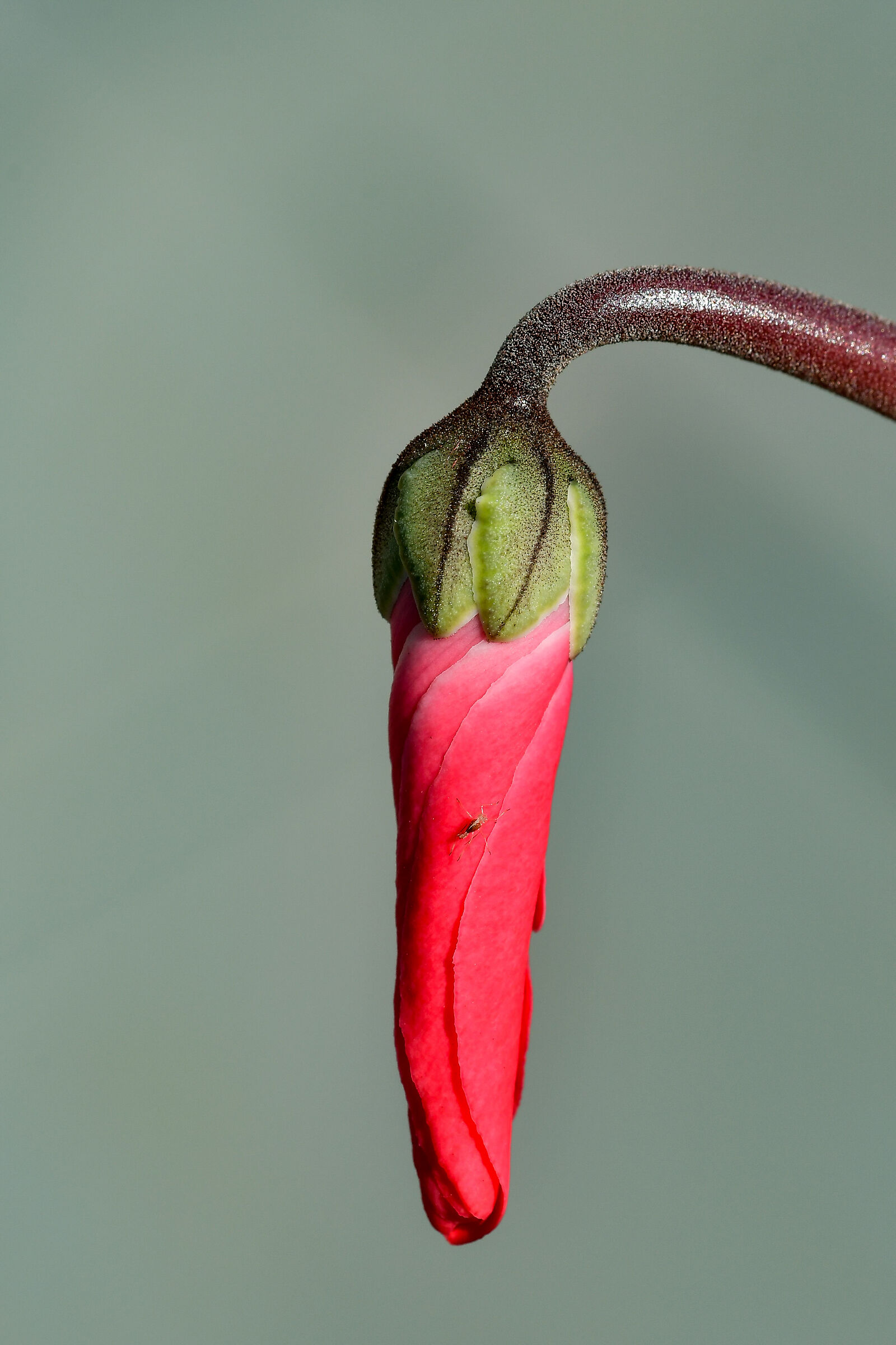 Spider on cyclamen bud