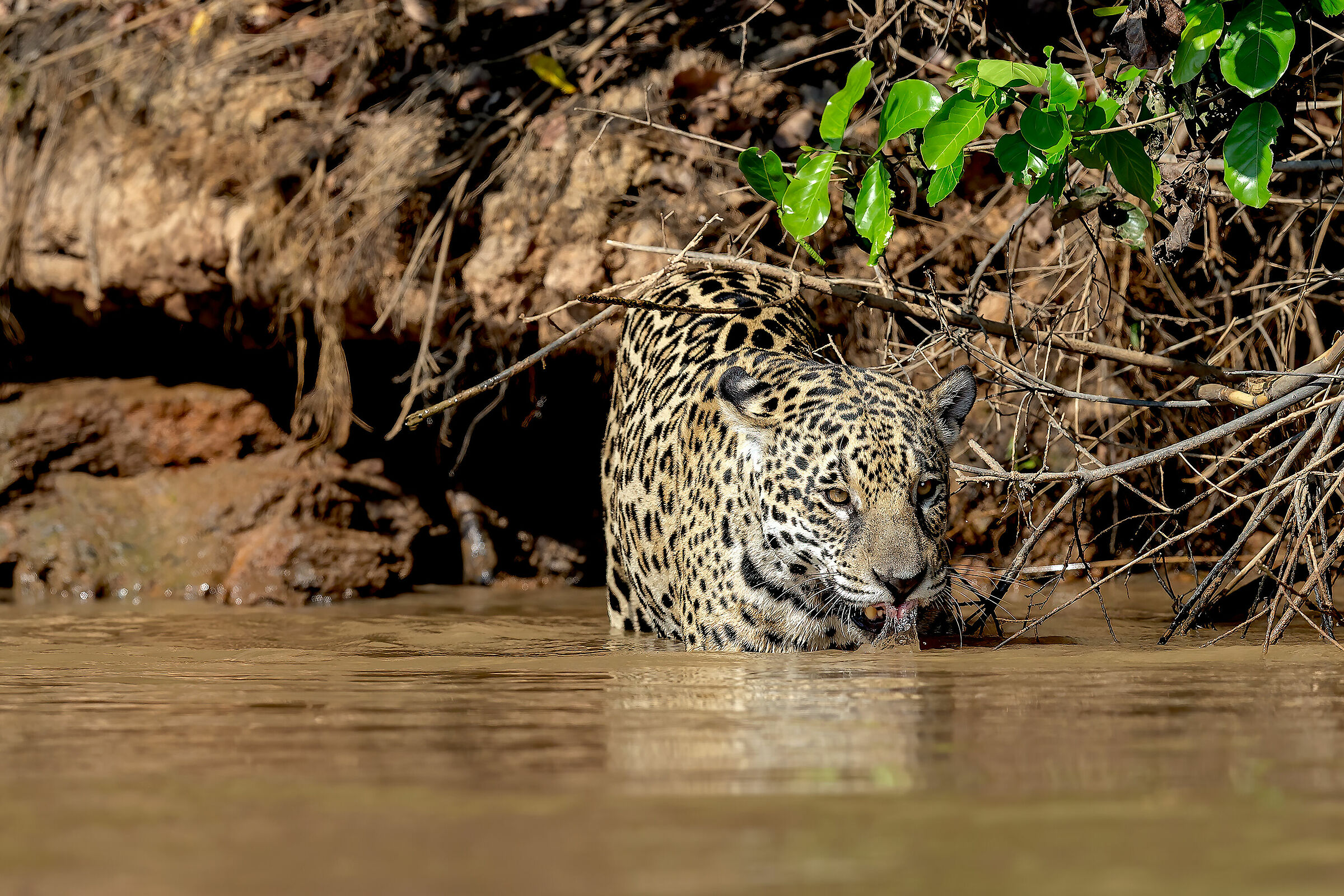 thirsty jaguar