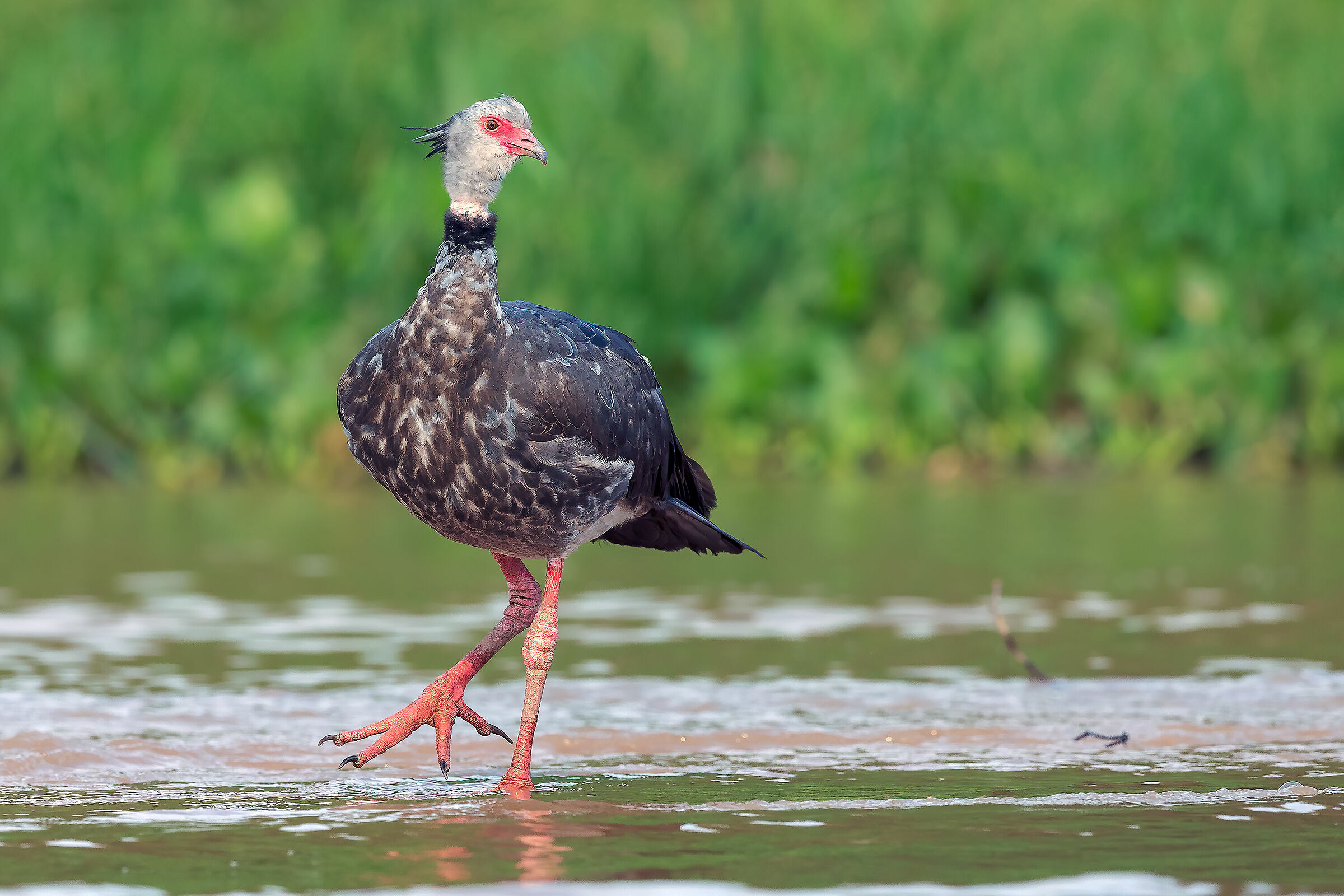 Southern screamer (Chauna torquata)