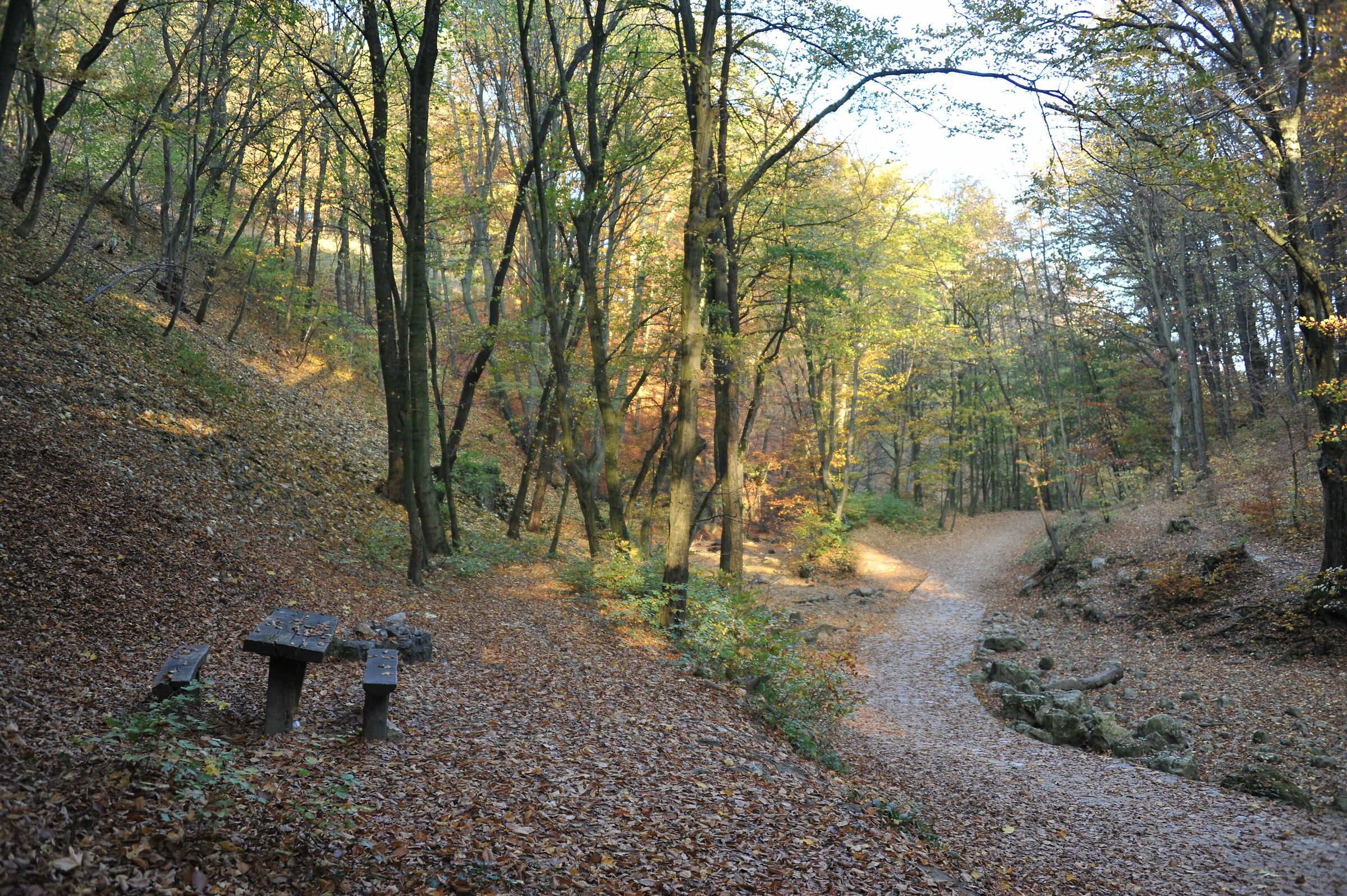 Bench in the woods