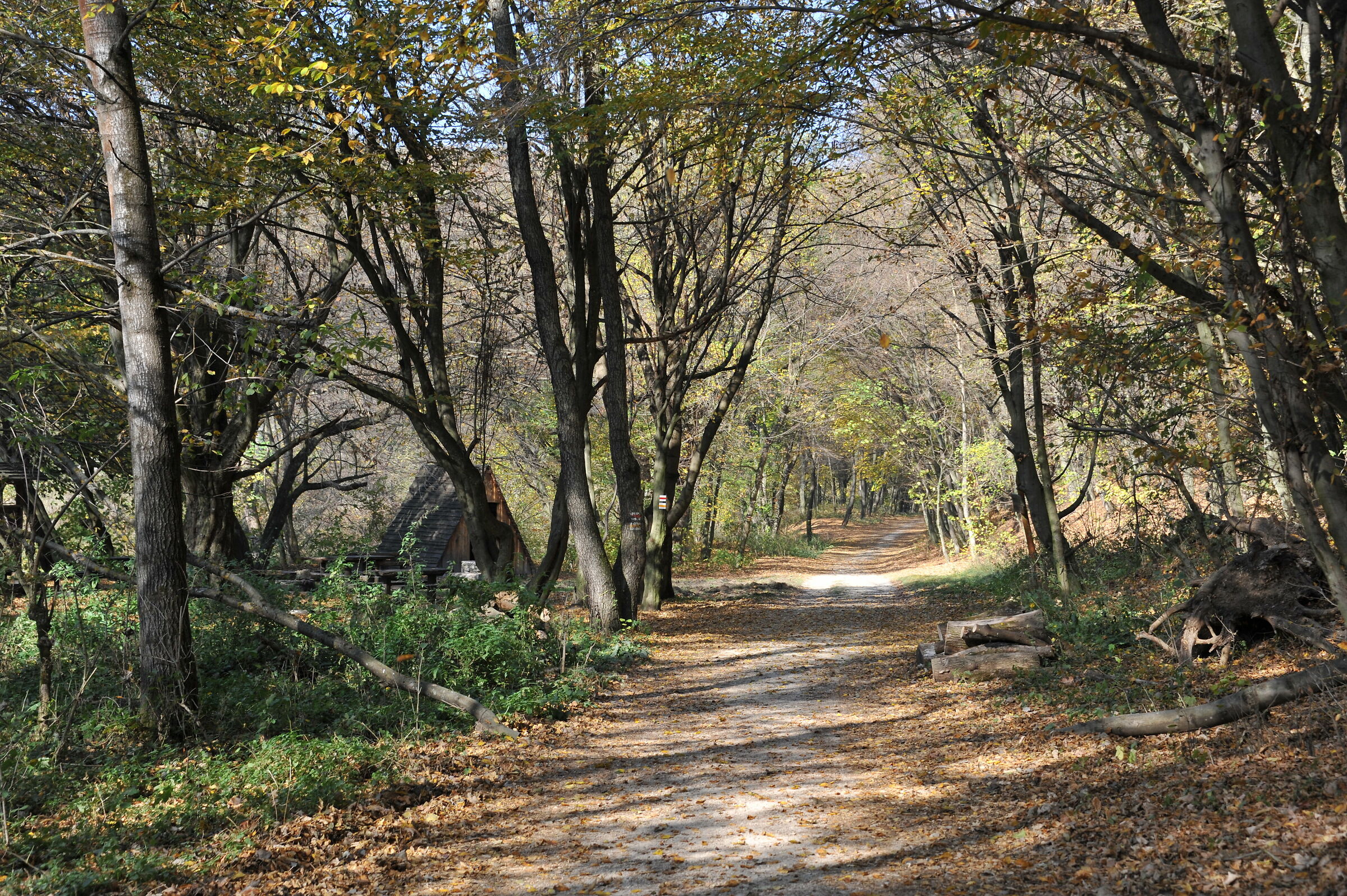 The colors of autumn