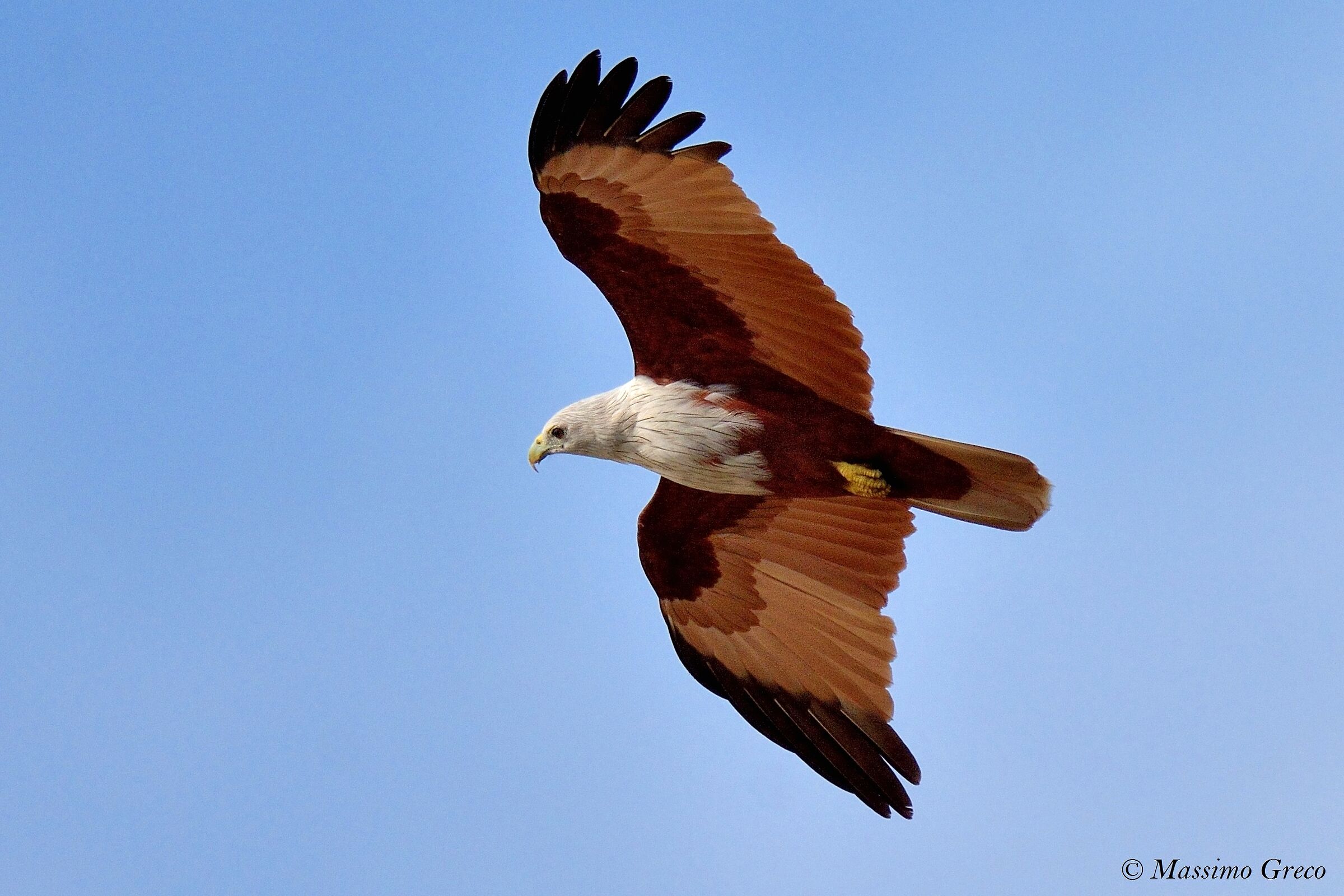 NIBBIO BRAMINO Haliastur indus