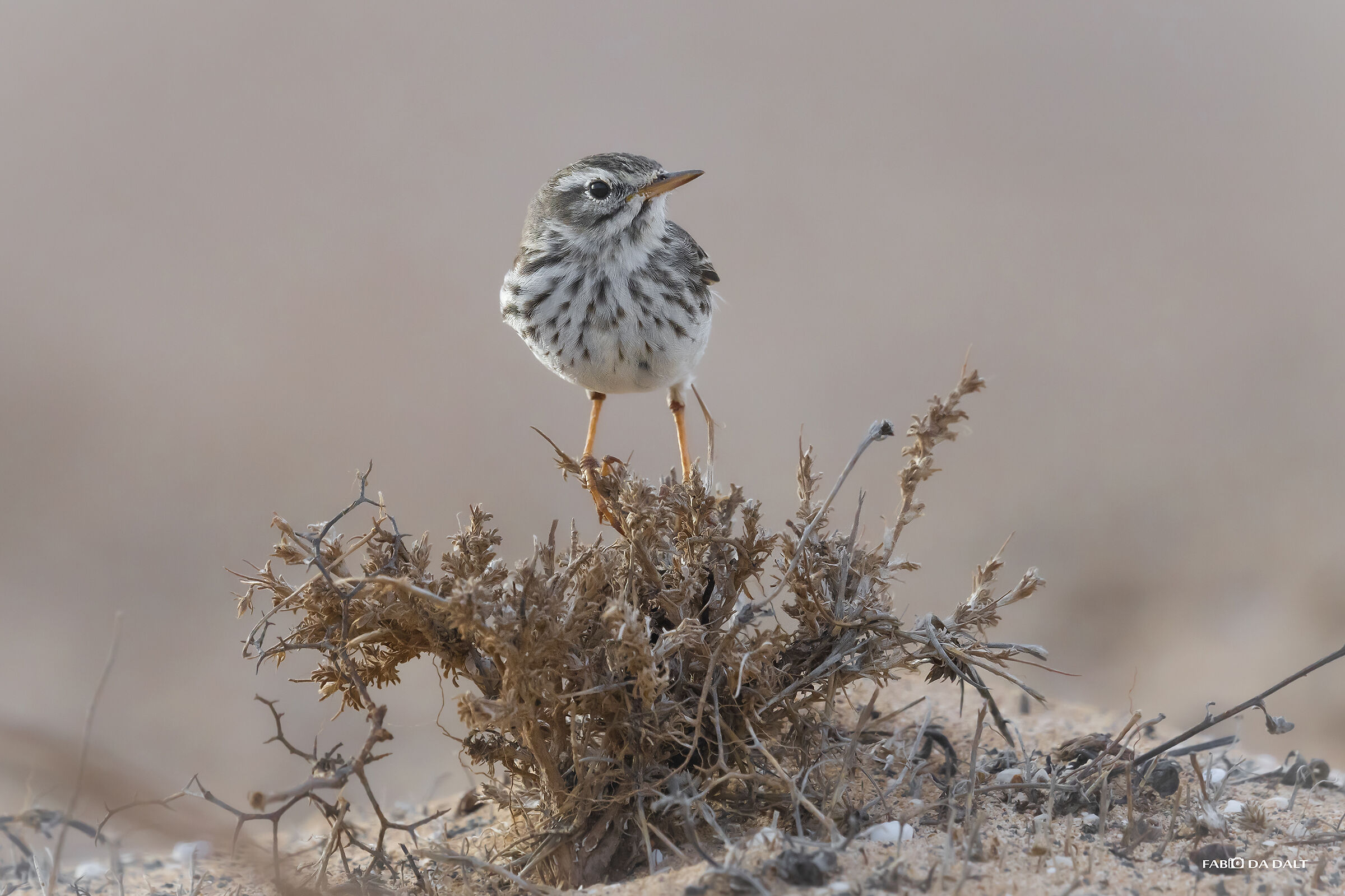 Pispola di Berthelot