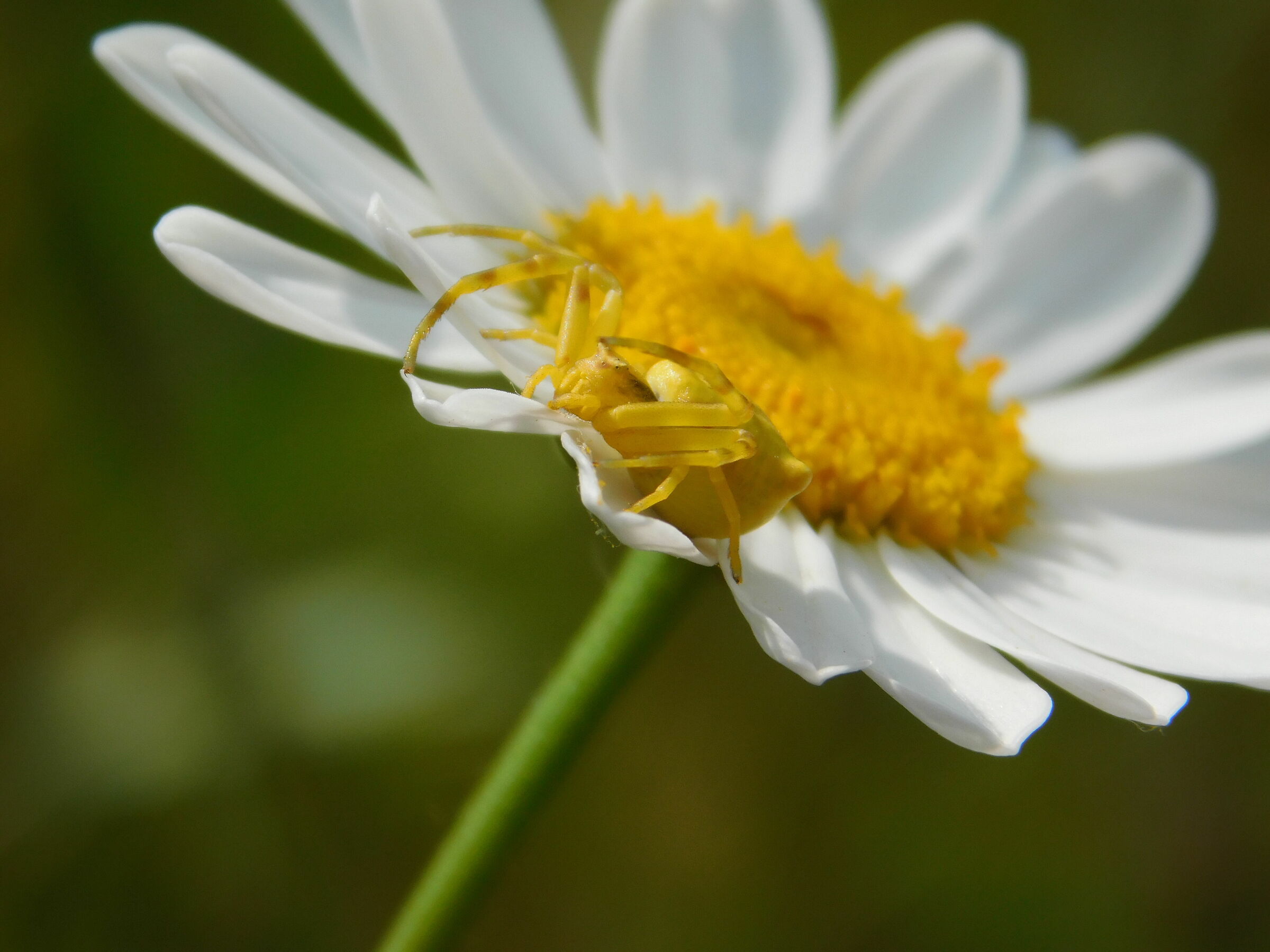 ? Crab Spider