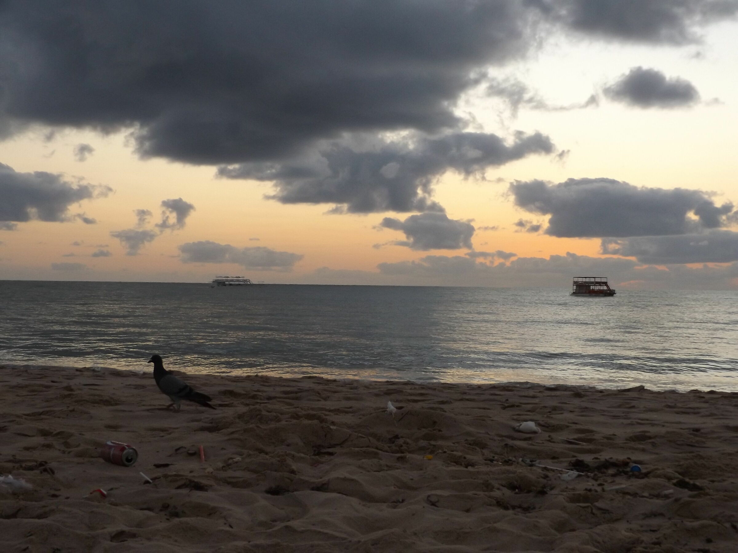 Bird on the beach at sunrise