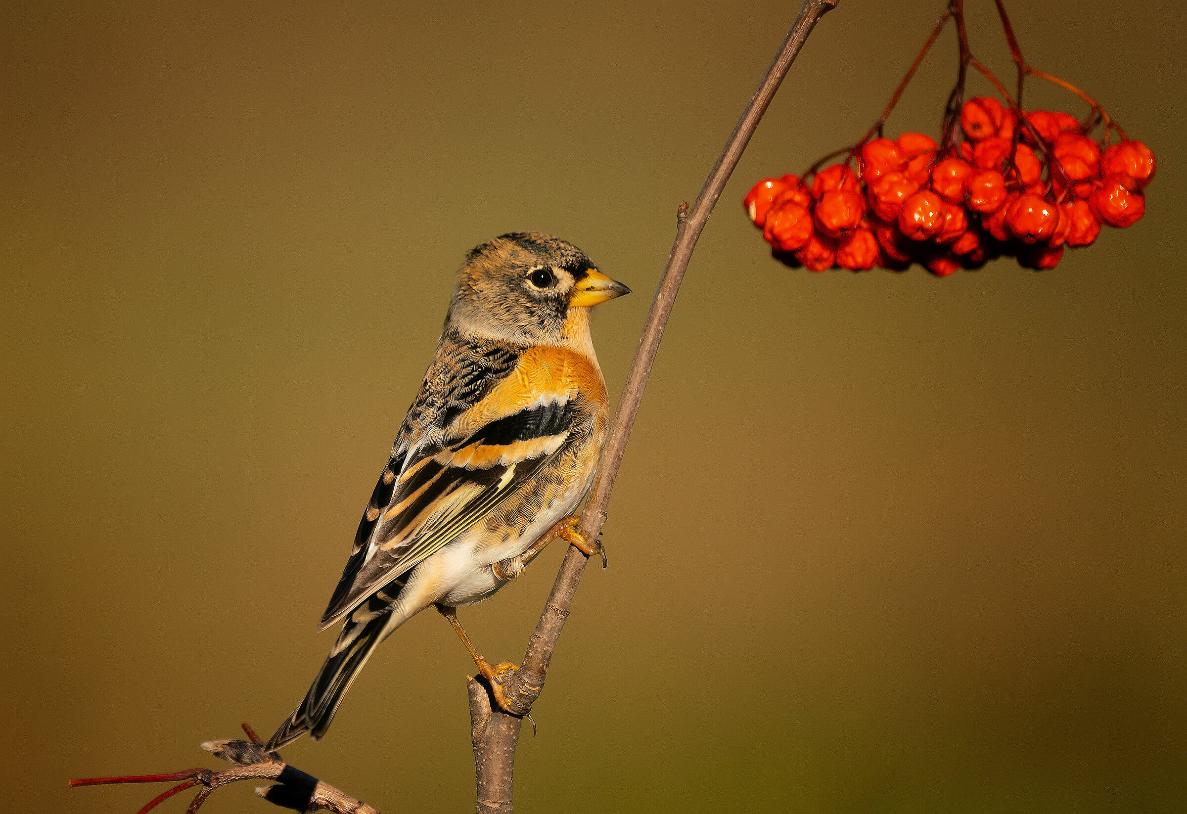 Pispola: Anthus pratensis (En.: Meafow Pipit)