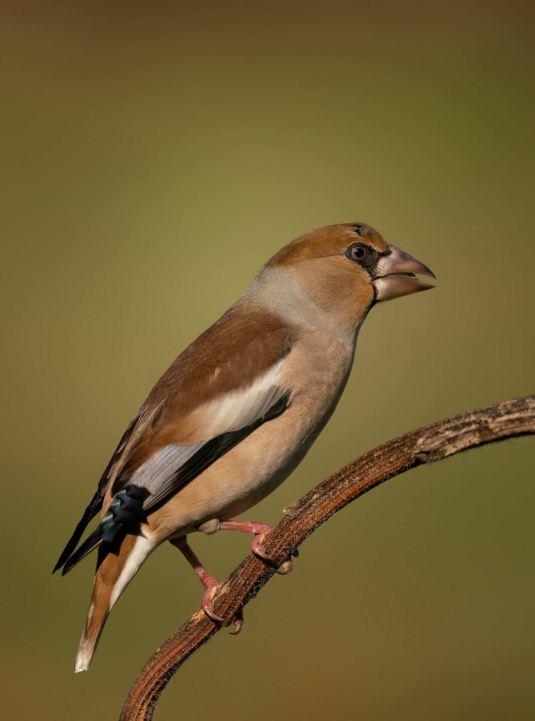 Frosone: Coccothraustes coccothraustes (En.: Hawfinch)