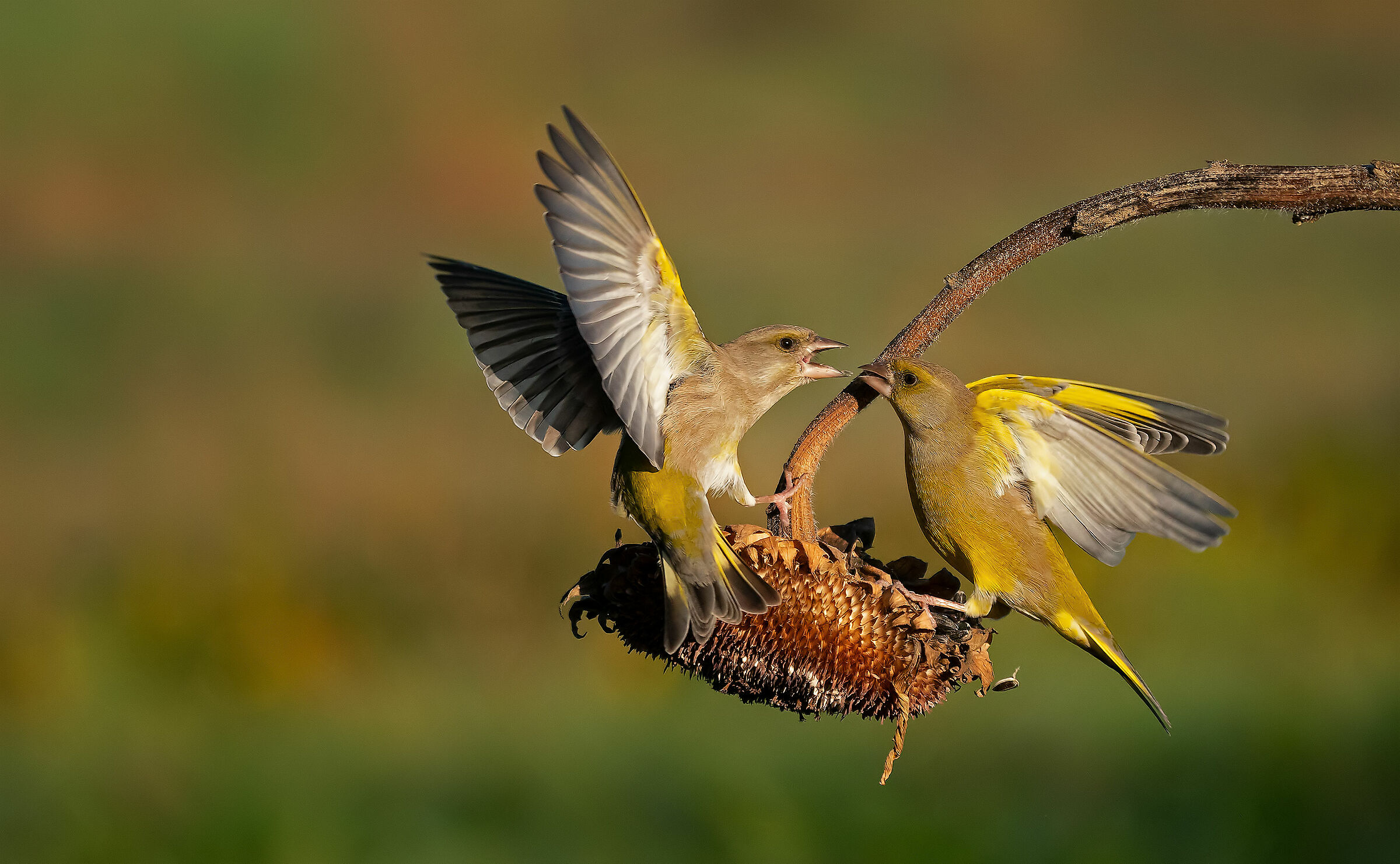 Verdone: Carduelis chloris (En.: Greenfinch)