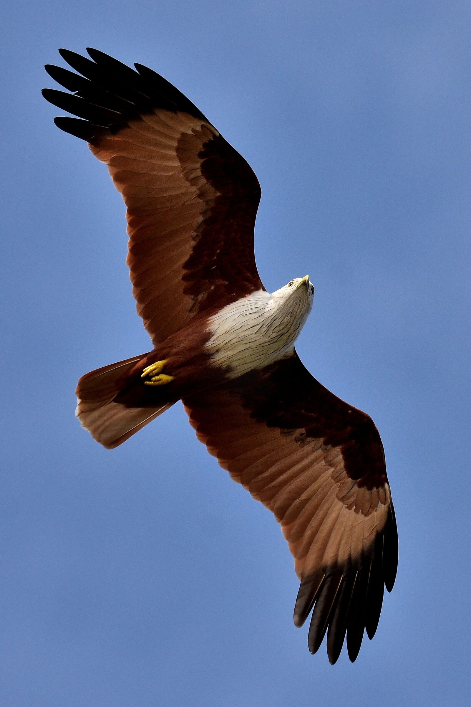 NIBBIO BRAMINO Haliastur indus