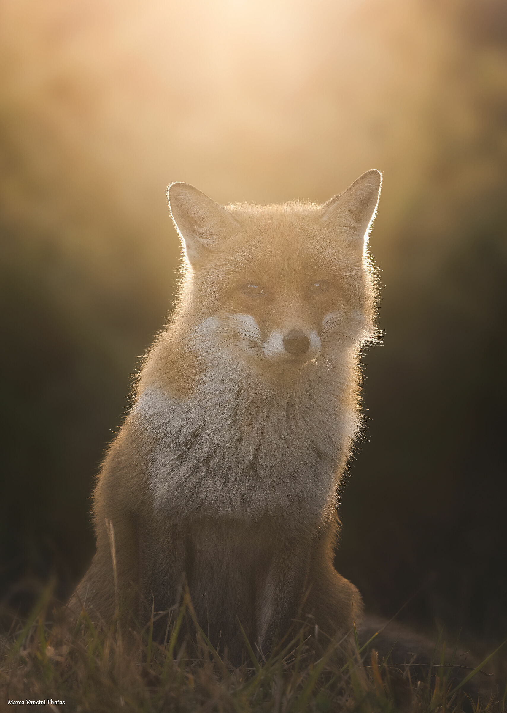 golden fox