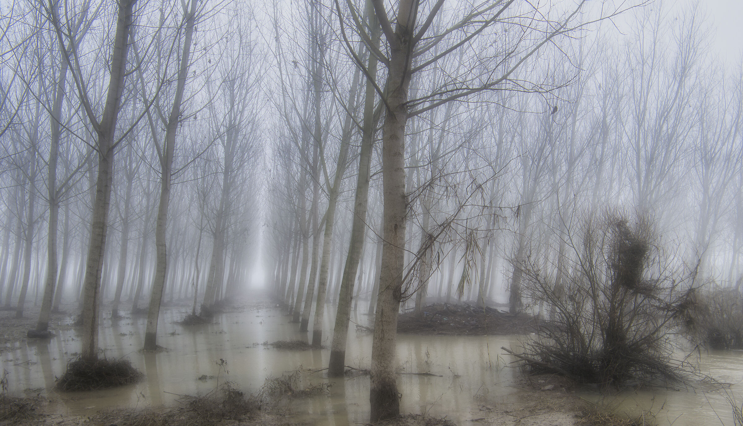 Pioppi nella nebbia