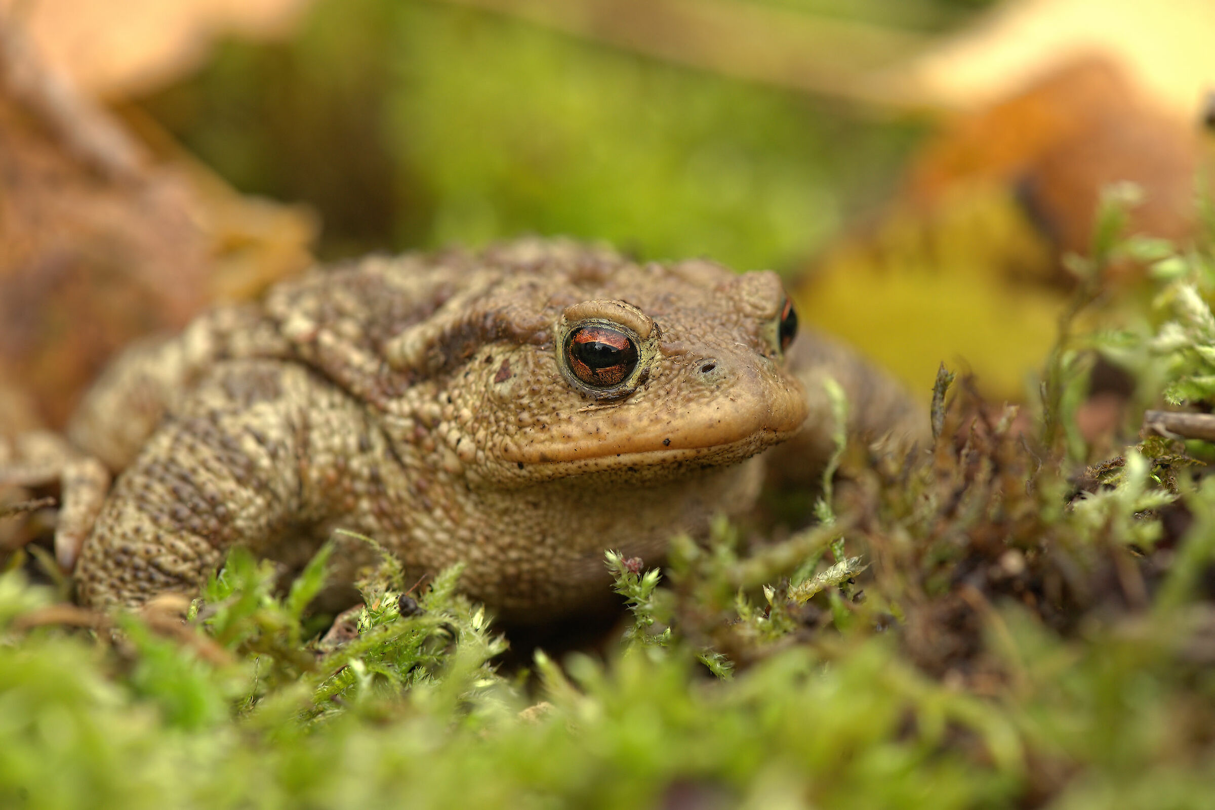 Common Male Toad