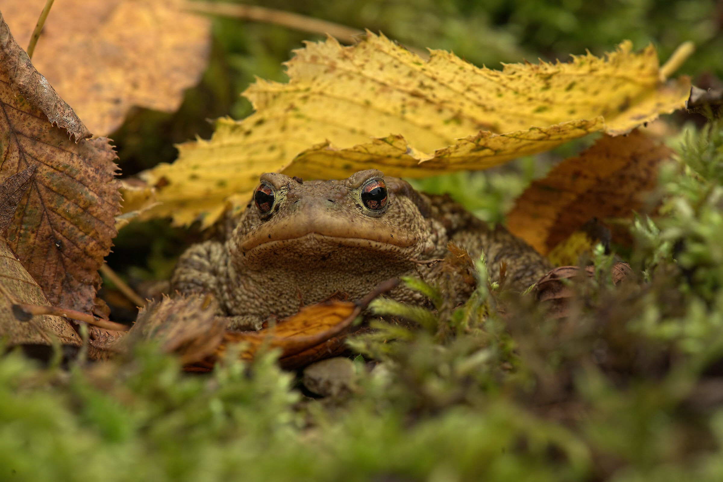 Common Male Toad