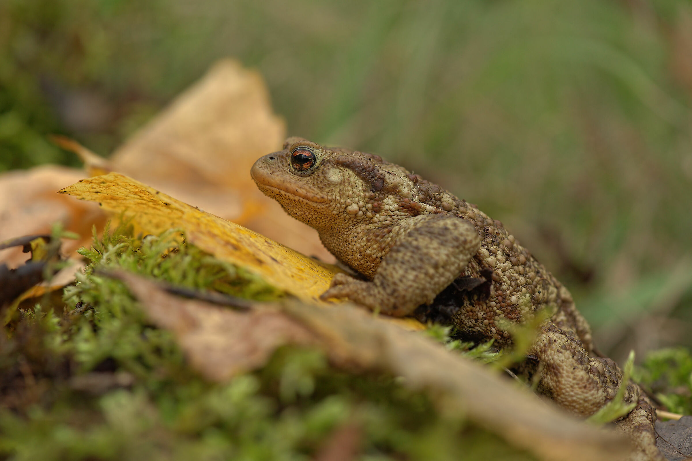 Common Male Toad