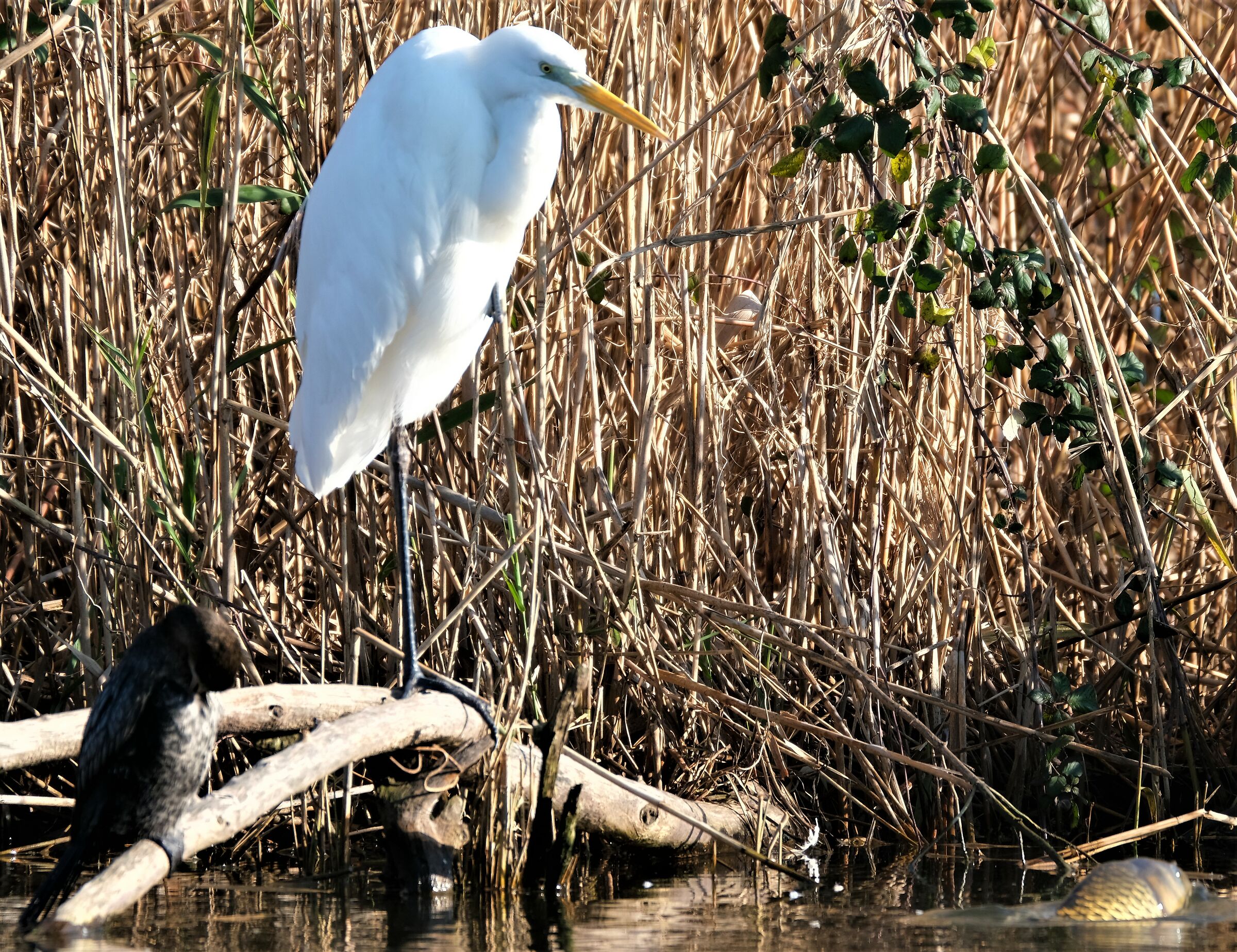 Major White Heron - Minor Marangone - CARPA