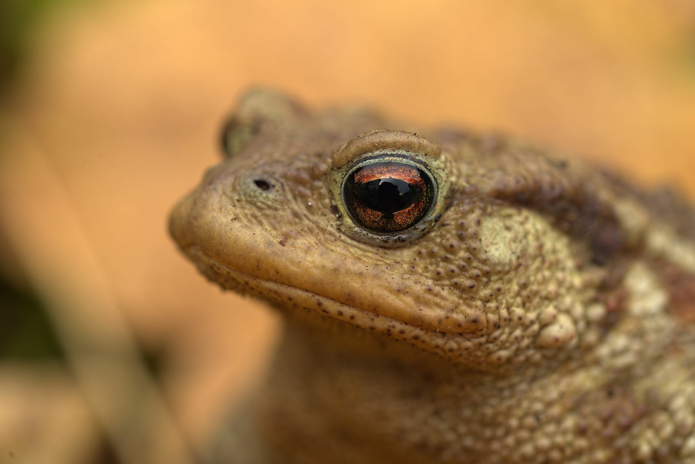 Common Male Toad