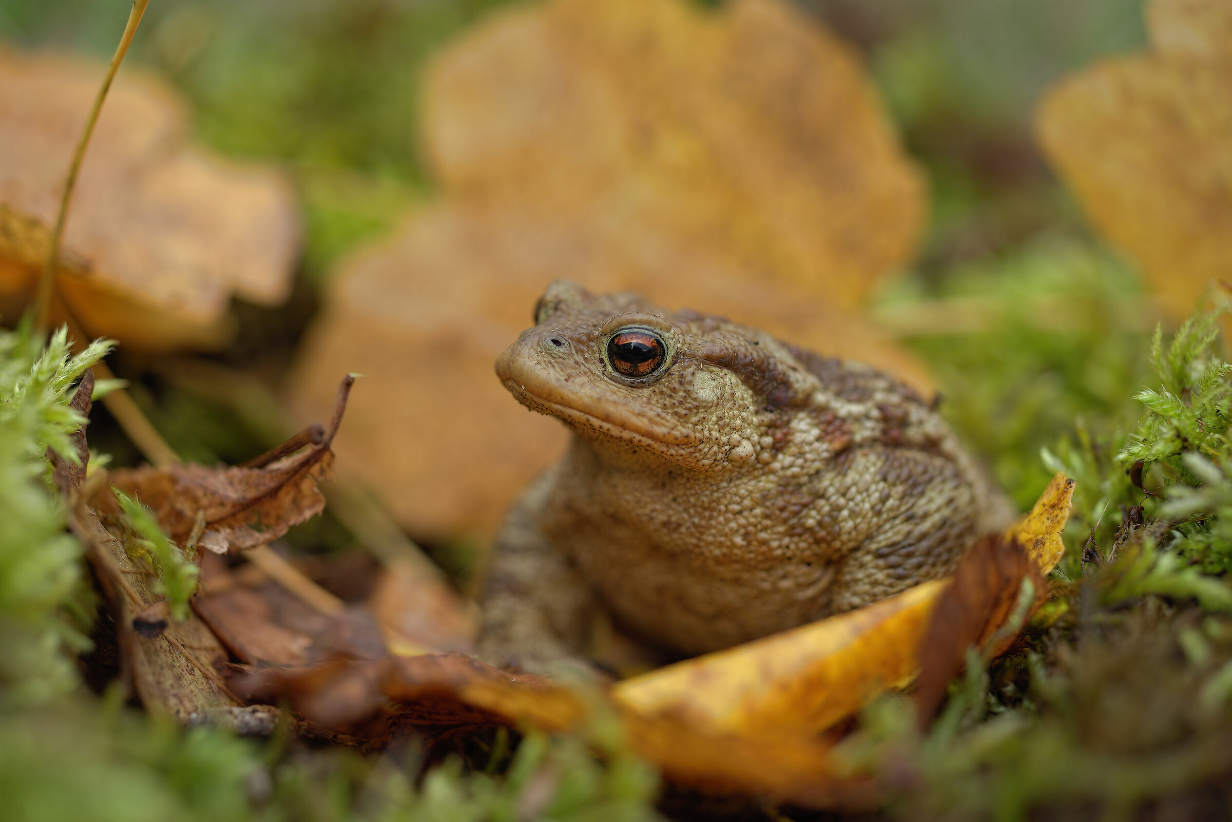 Common Male Toad