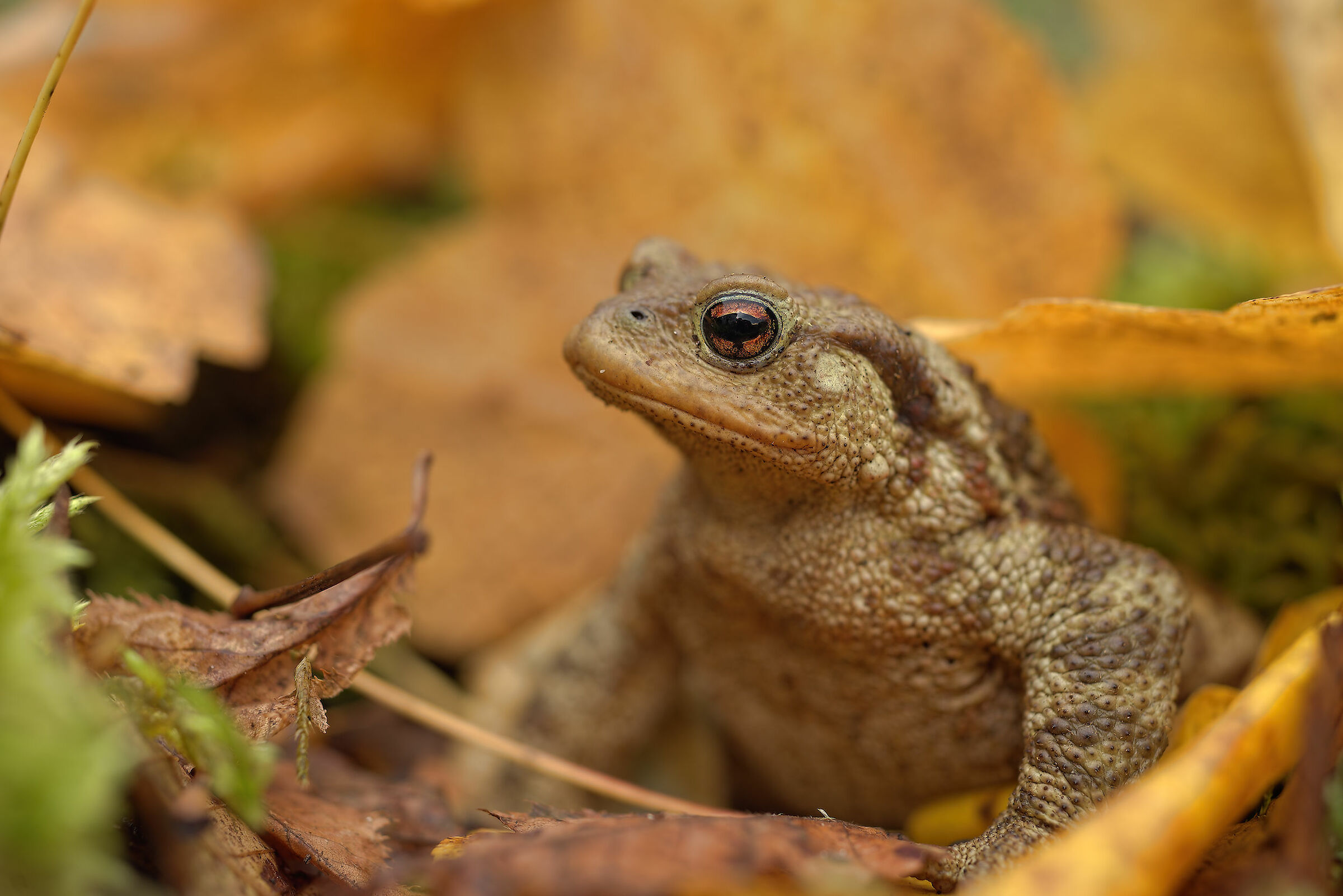 Common Male Toad