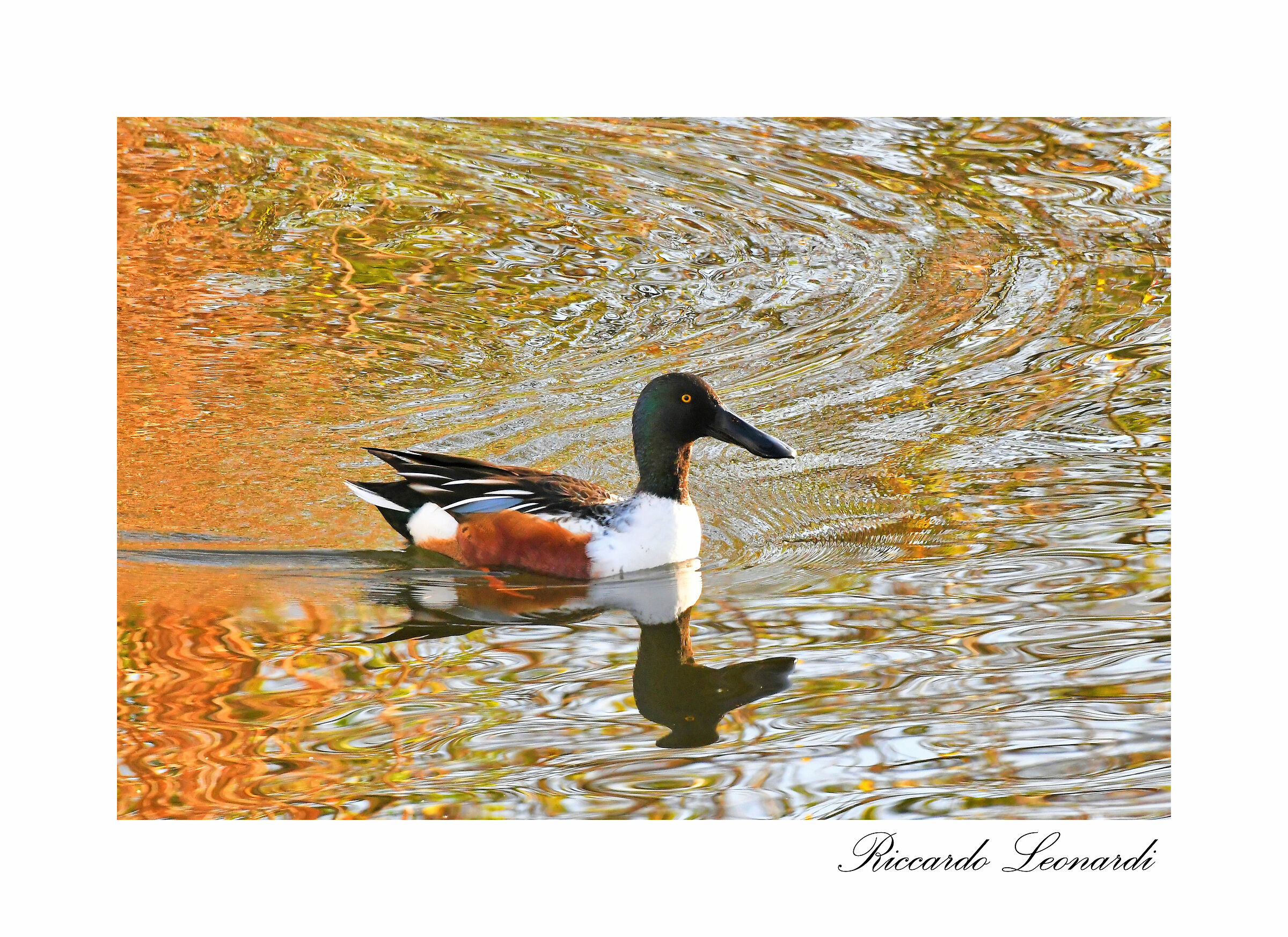 Mestolone nei riflessi autunali