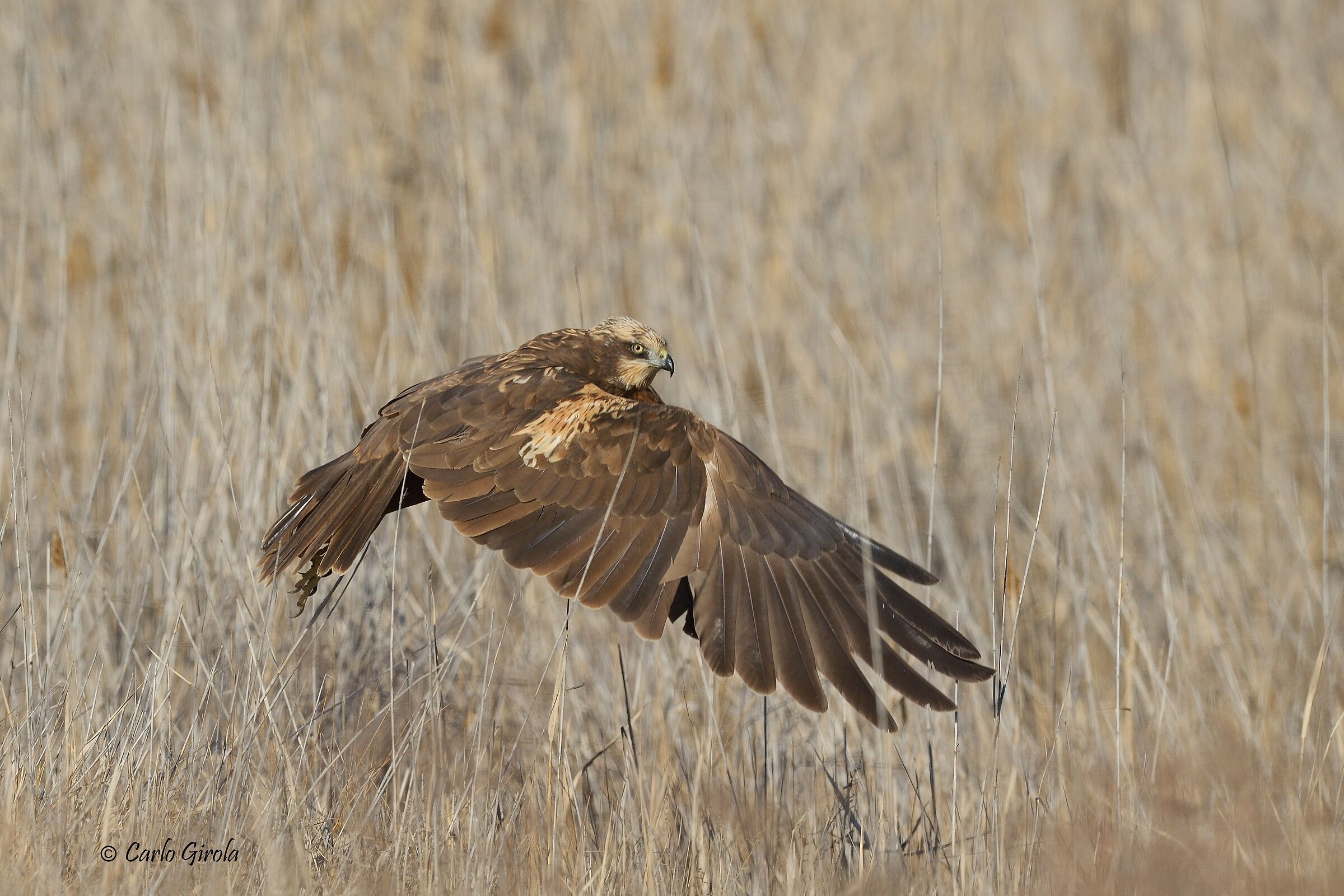 Falco di palude (Circus aeruginosus)