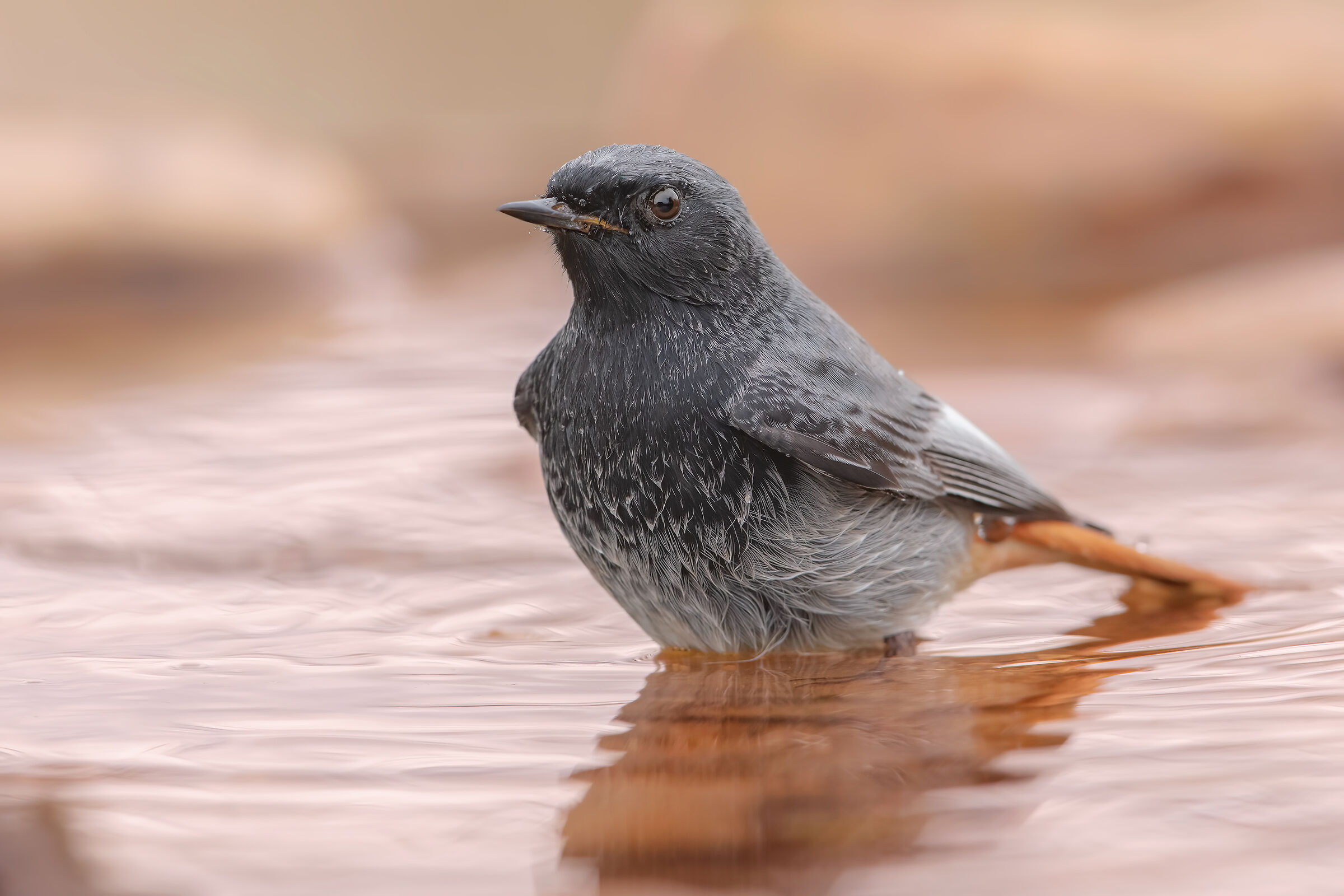 ..codirosso a mollo..