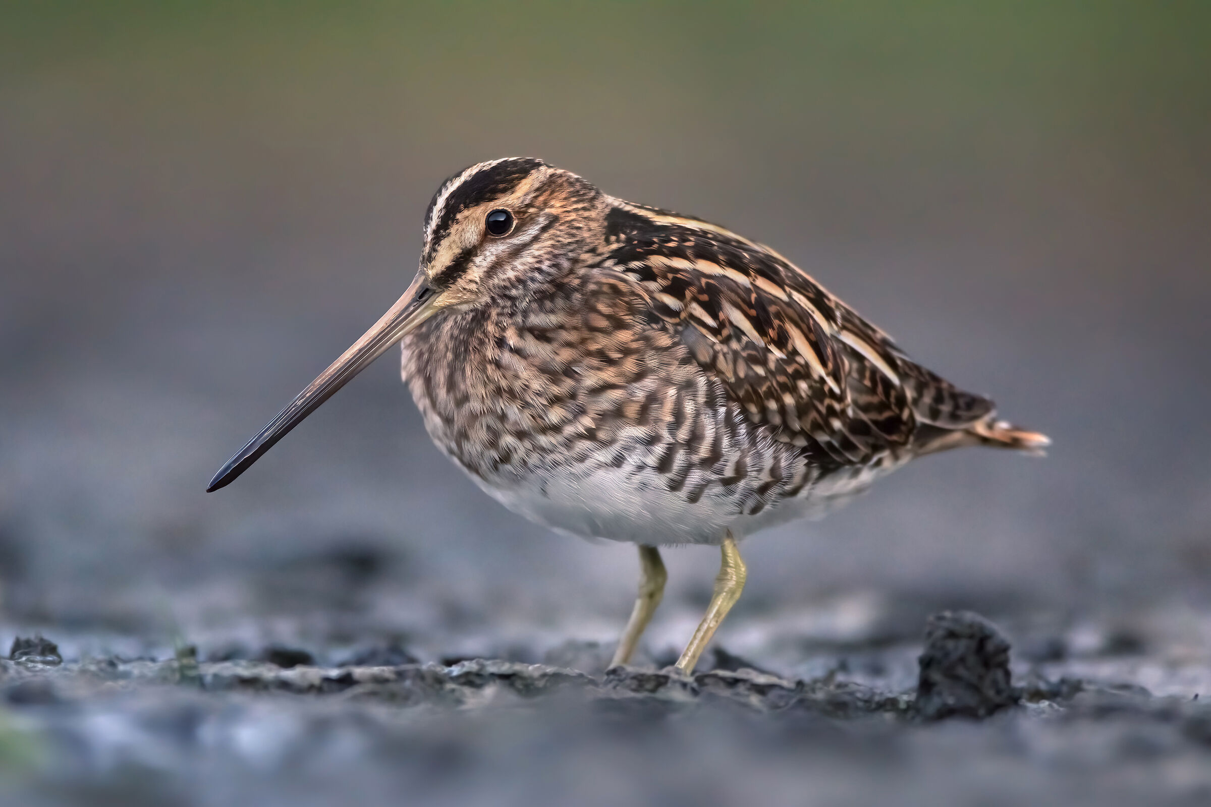 Beccaccino nell'ombra