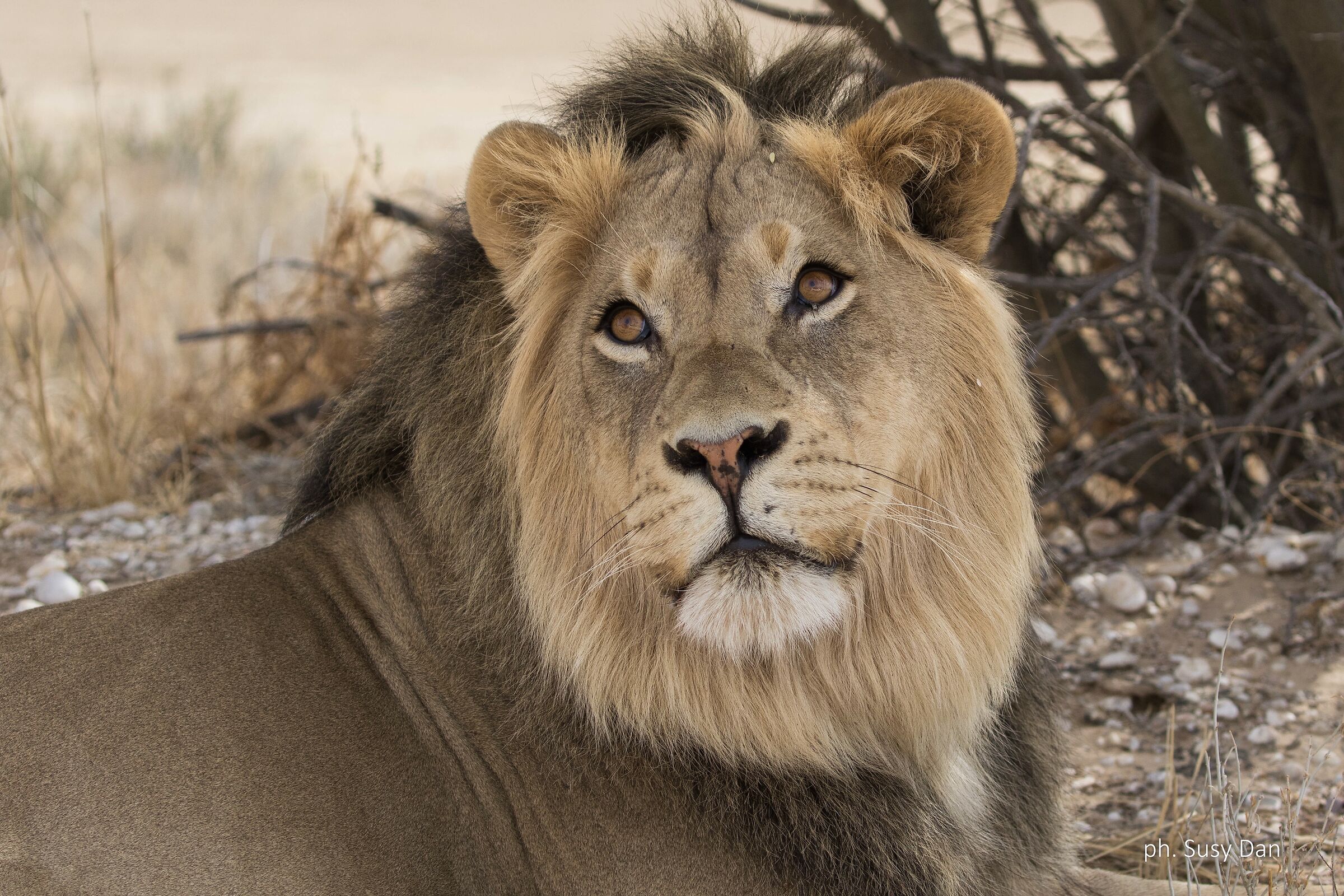 Se ti faccio gli occhi dolci...