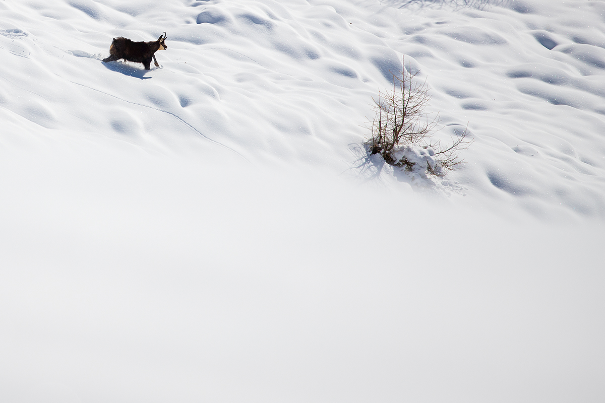 Chamois in the snow...