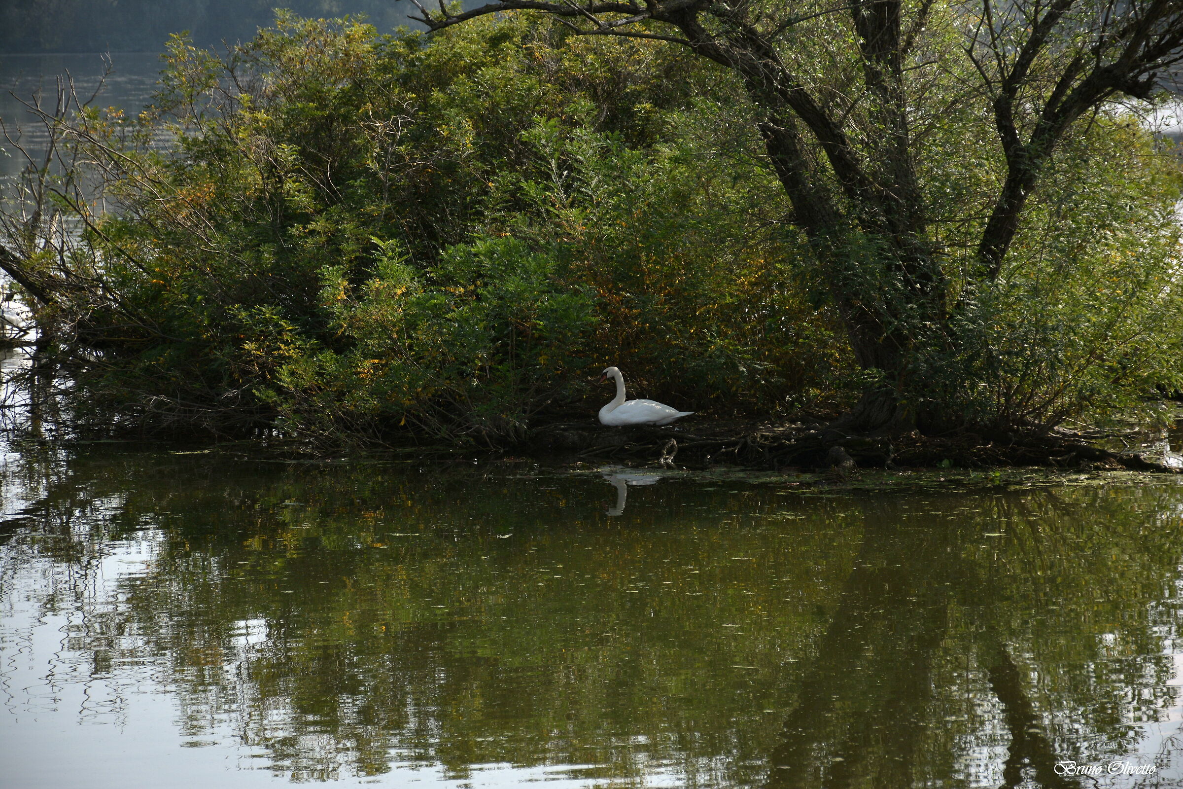 wild swan on the mincio