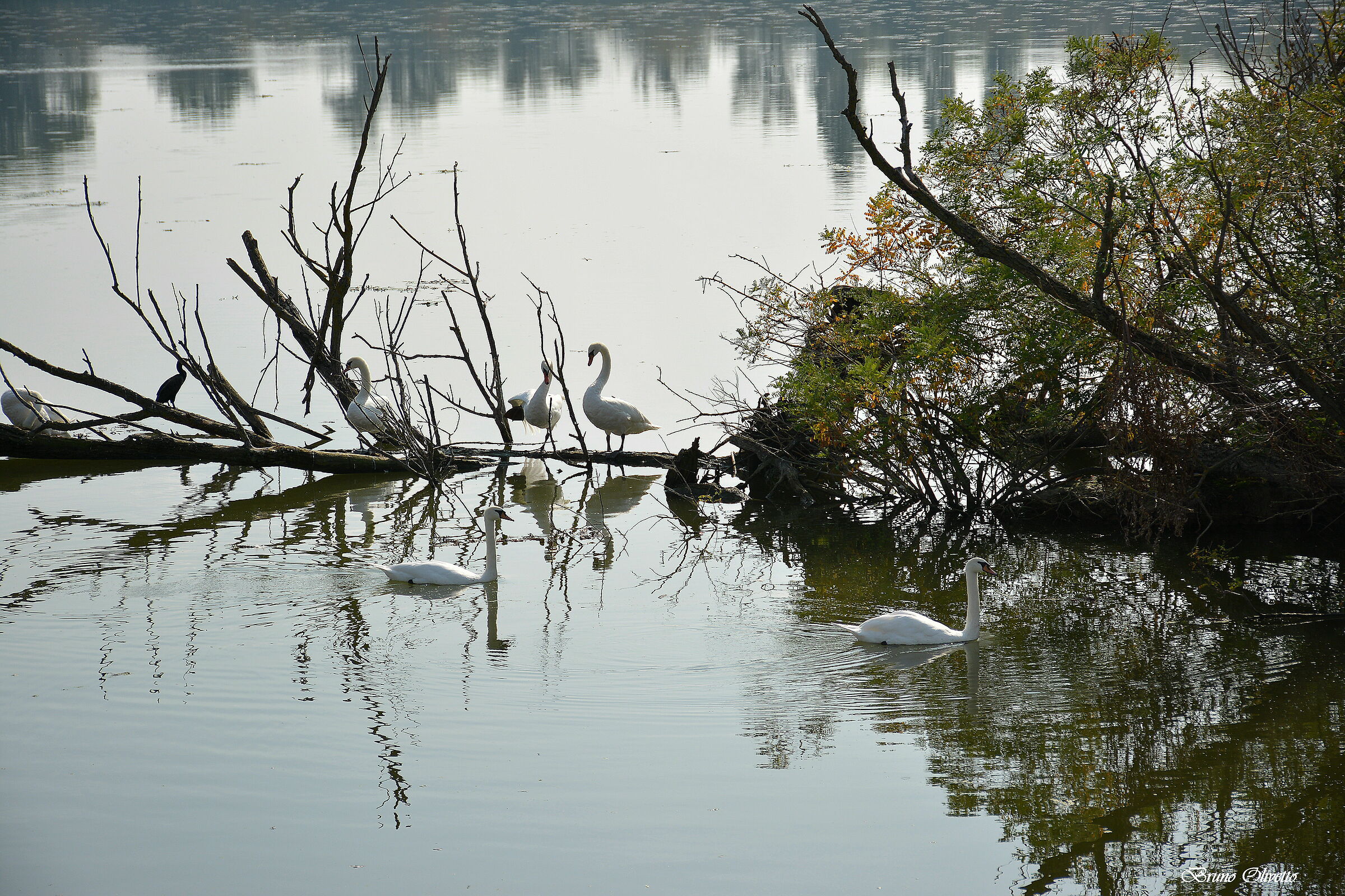 swans and cormorants on the mincio