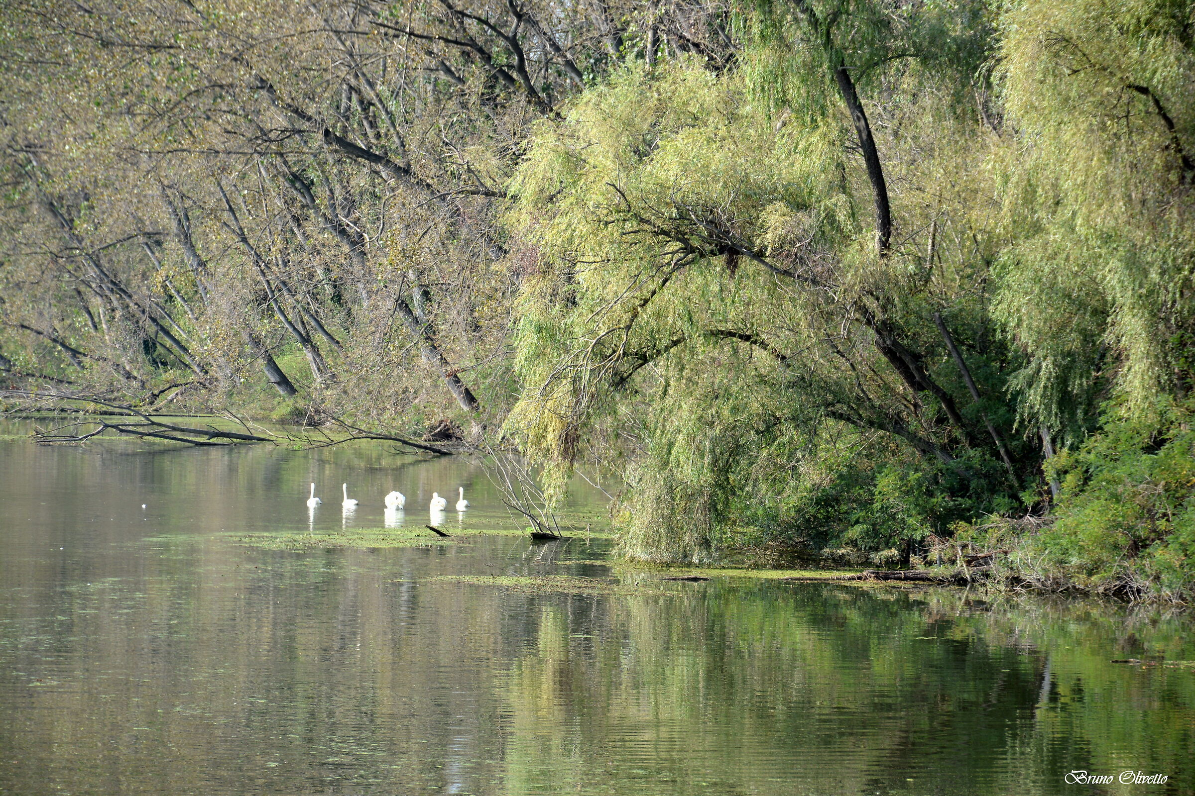 cingni on the mincio