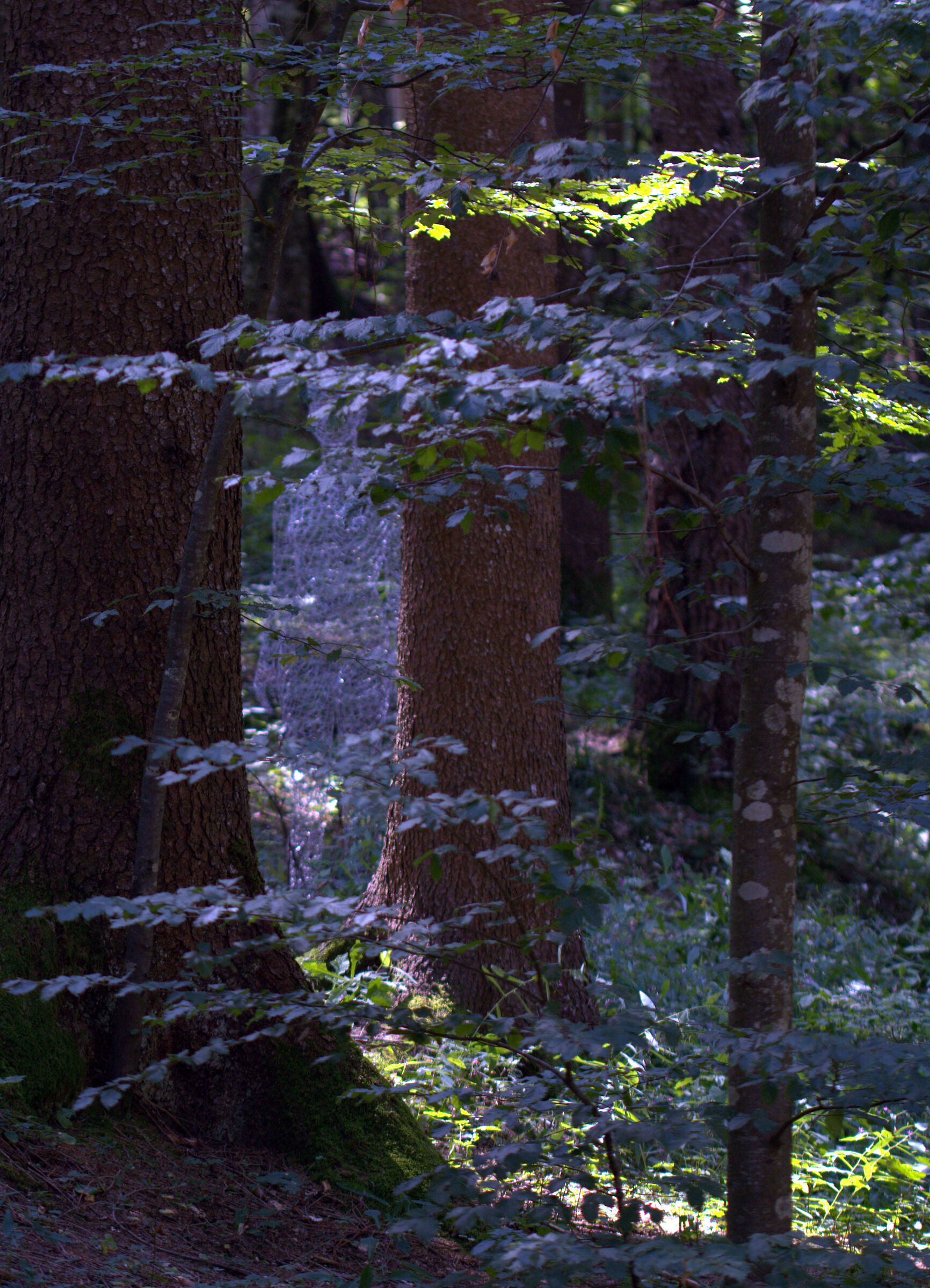 strane presenze nel bosco