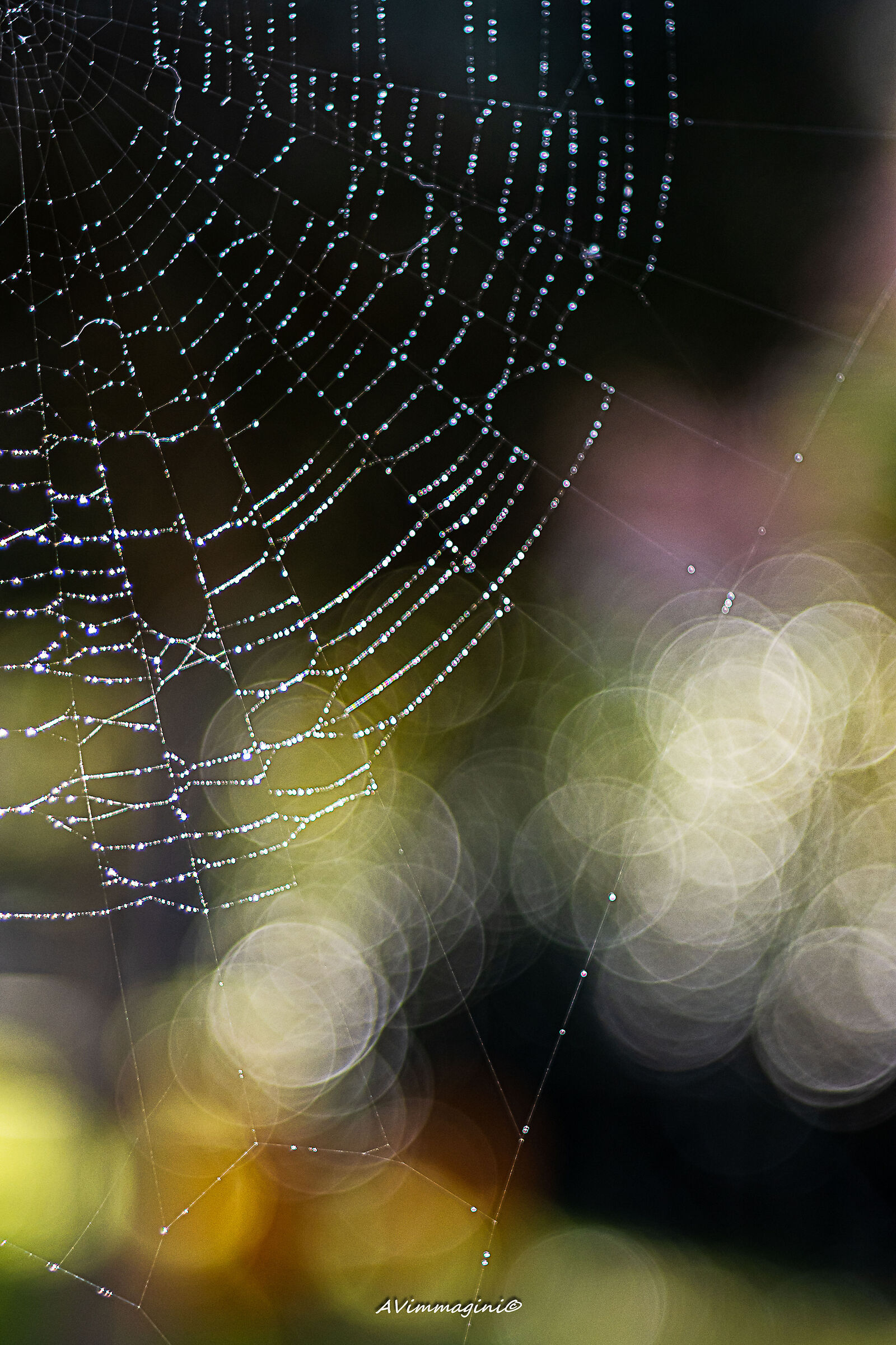 Every spider has a spider at fault.