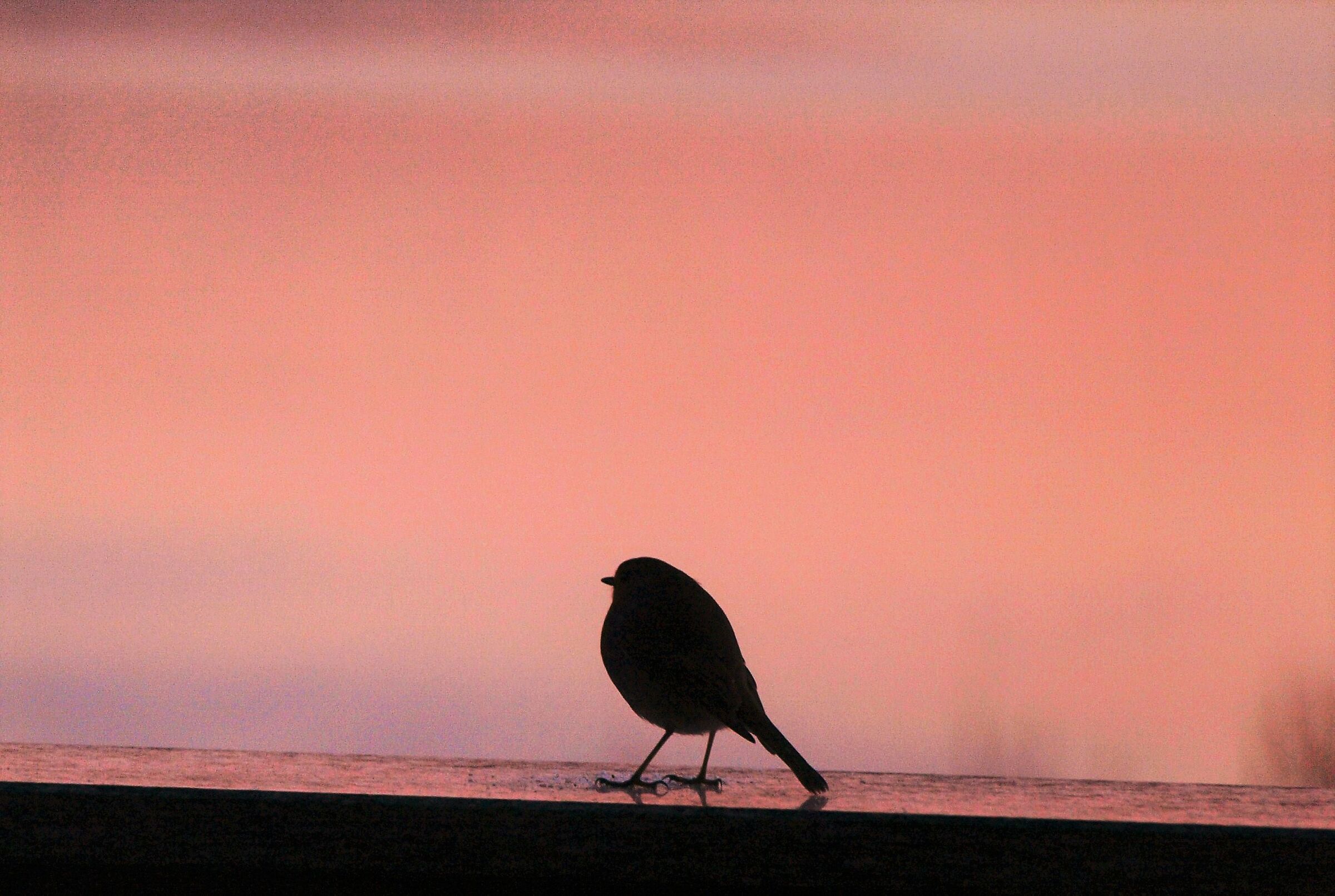 Pettirosso al tramonto